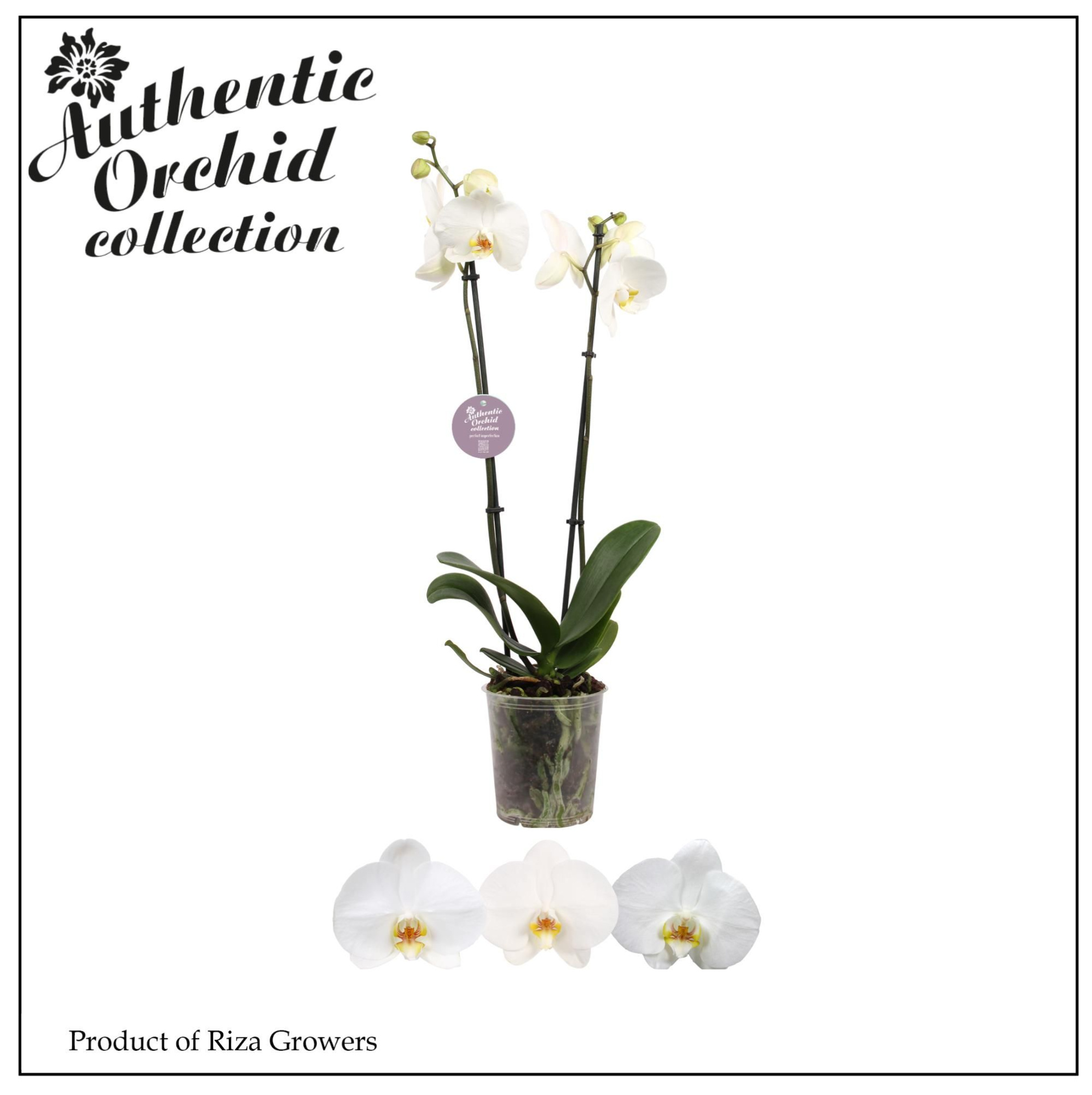 Phalaenopsis White 2 spike - 12cm | Authentic, D 12 cm