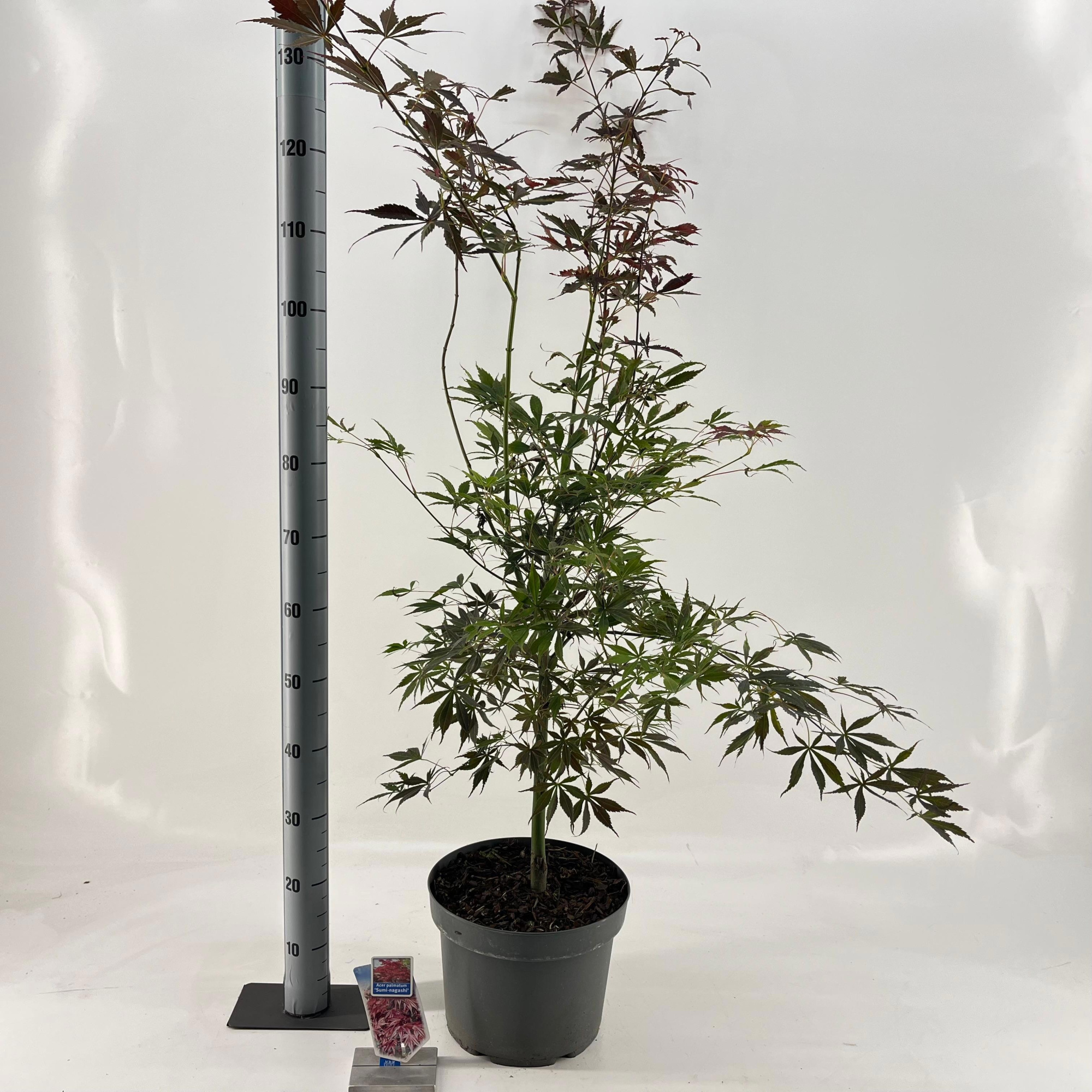 Acer pal. ‘Sumi-nagashi’, D 29