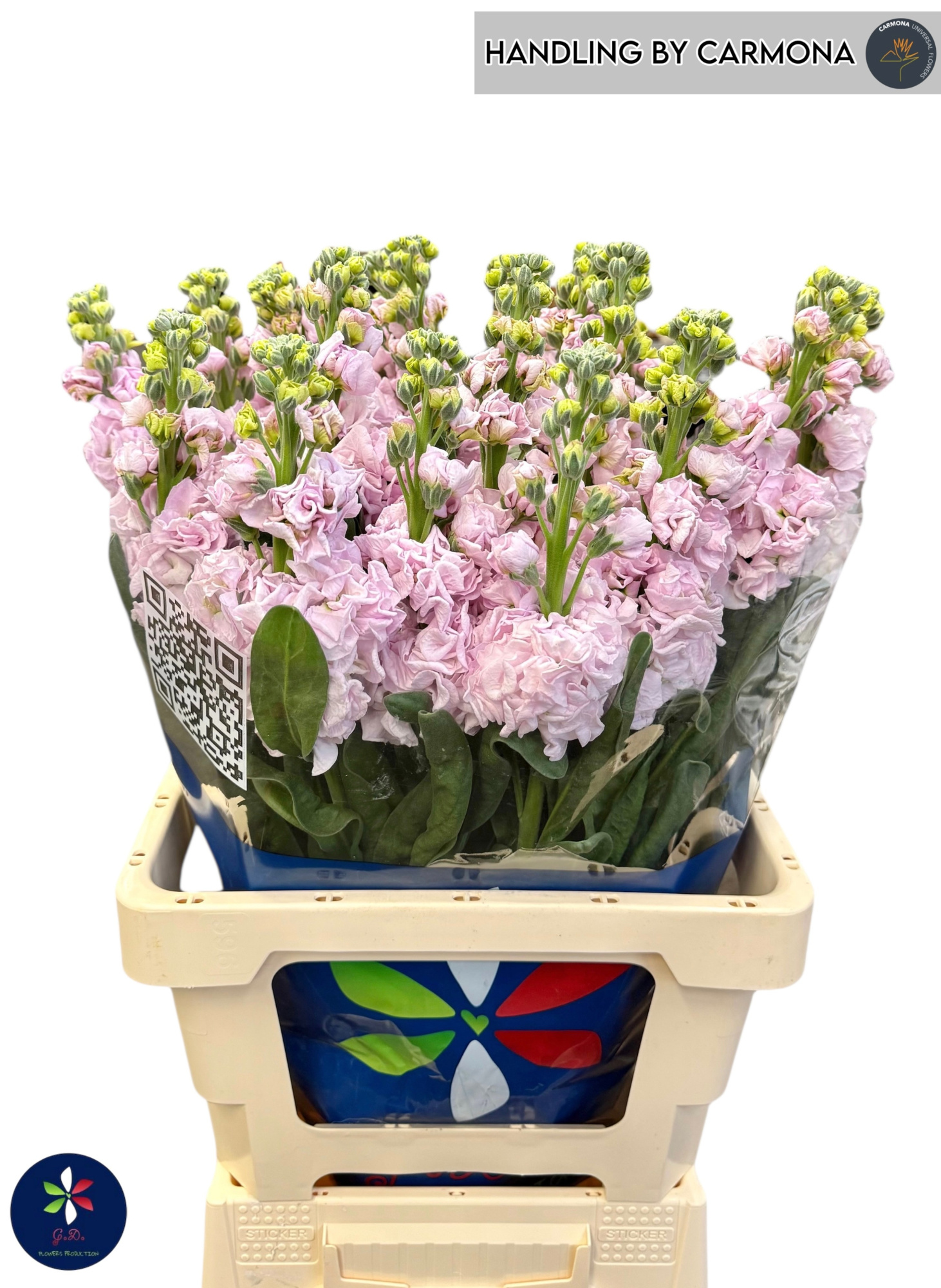 Маттиола од. Айрон Черри Блоссом 65, шт.