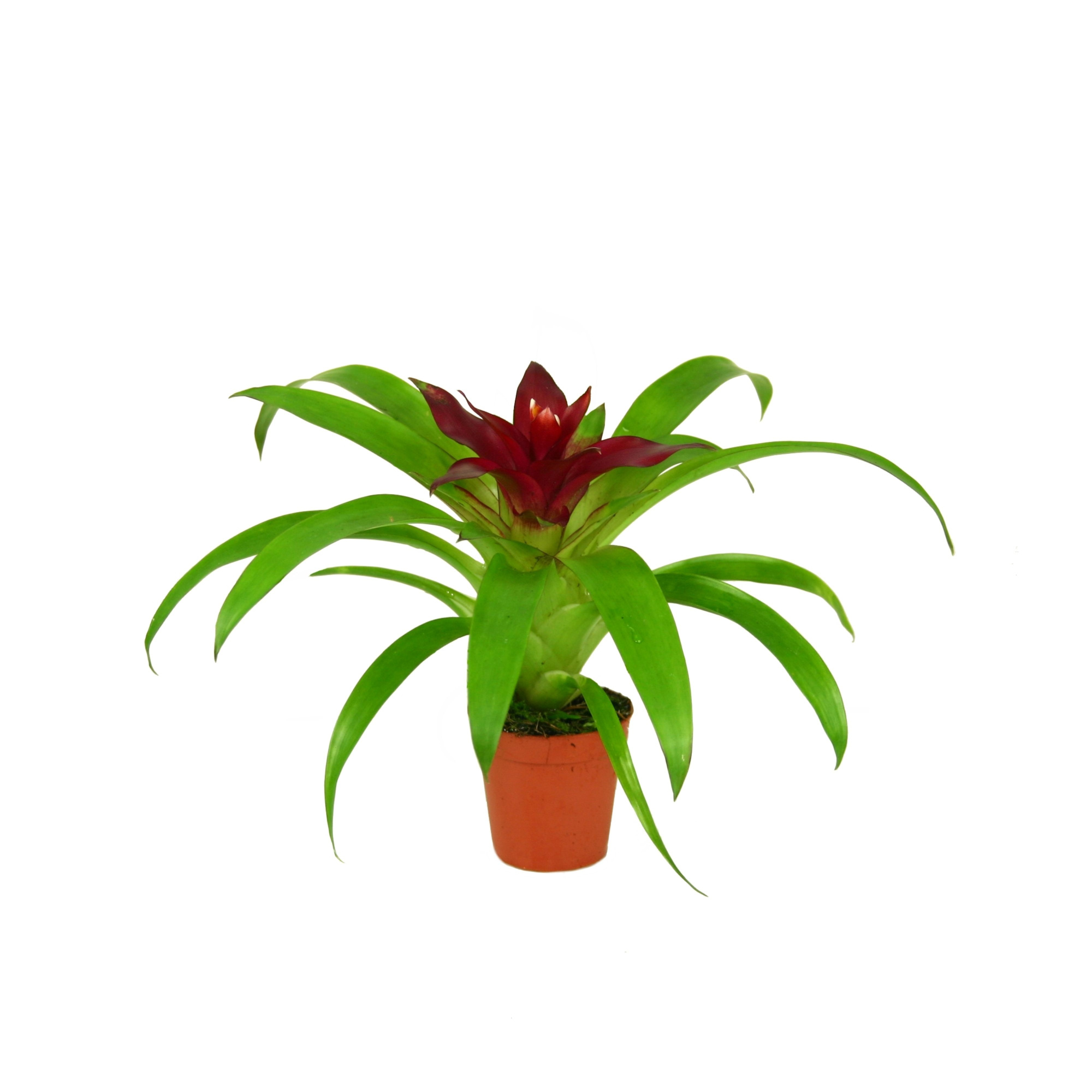 Guzmania Intro, D 5,5 cm