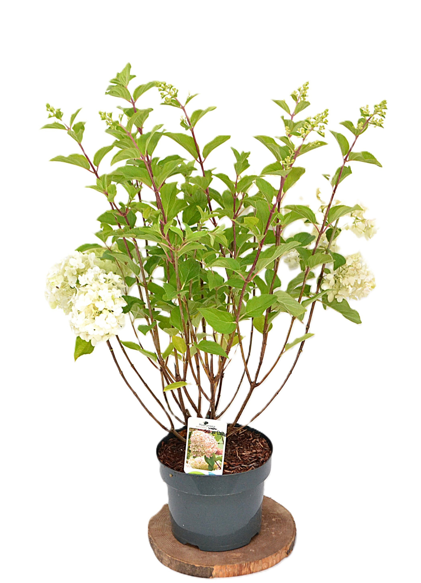Hydrangea paniculata Silver Dollar C5, D 23
