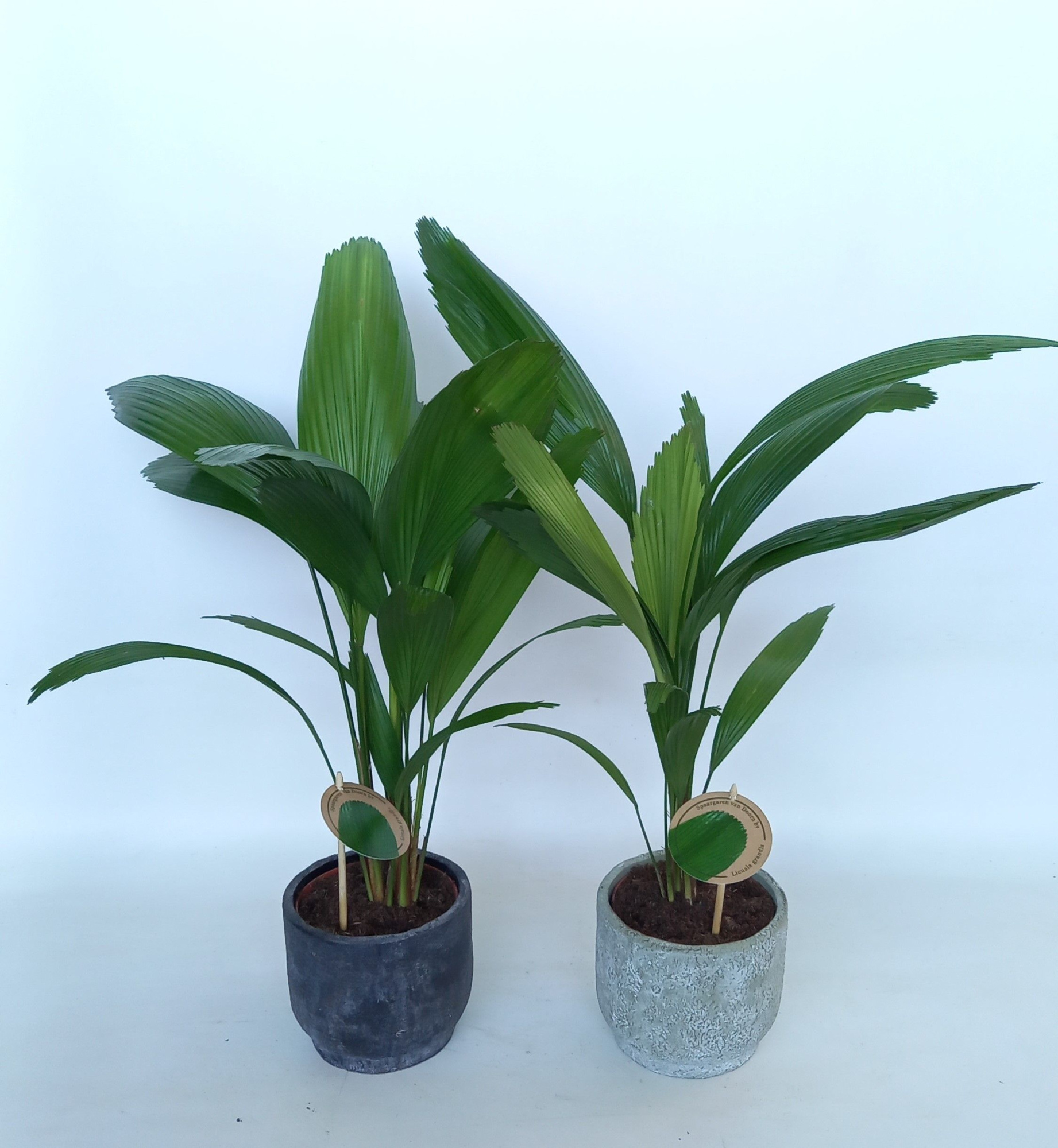 Licuala in Pot Dave 2 kleurenmix D14, D 15