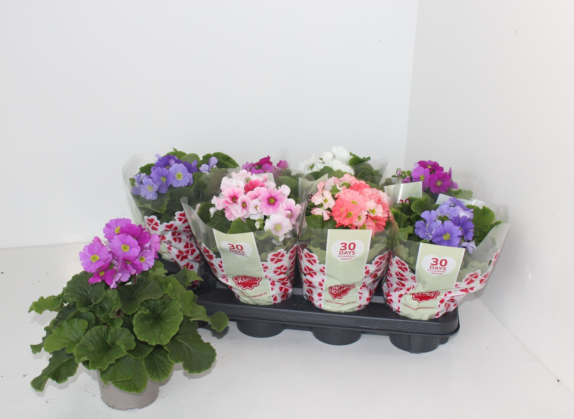 Primula Obconica Sweet Kisses Gemengd, D 12