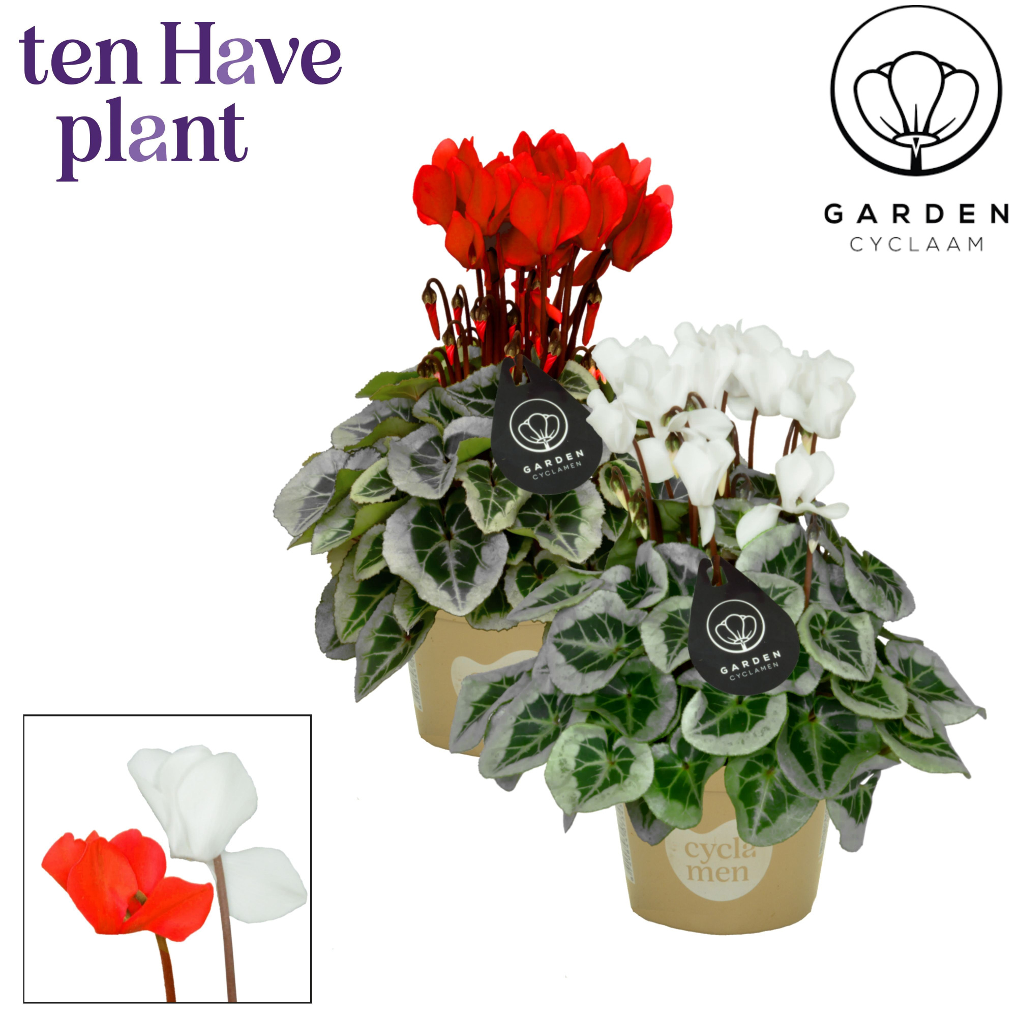 Cyclamen SS Picasso Garden Rood-Wit Mix, D 11 cm