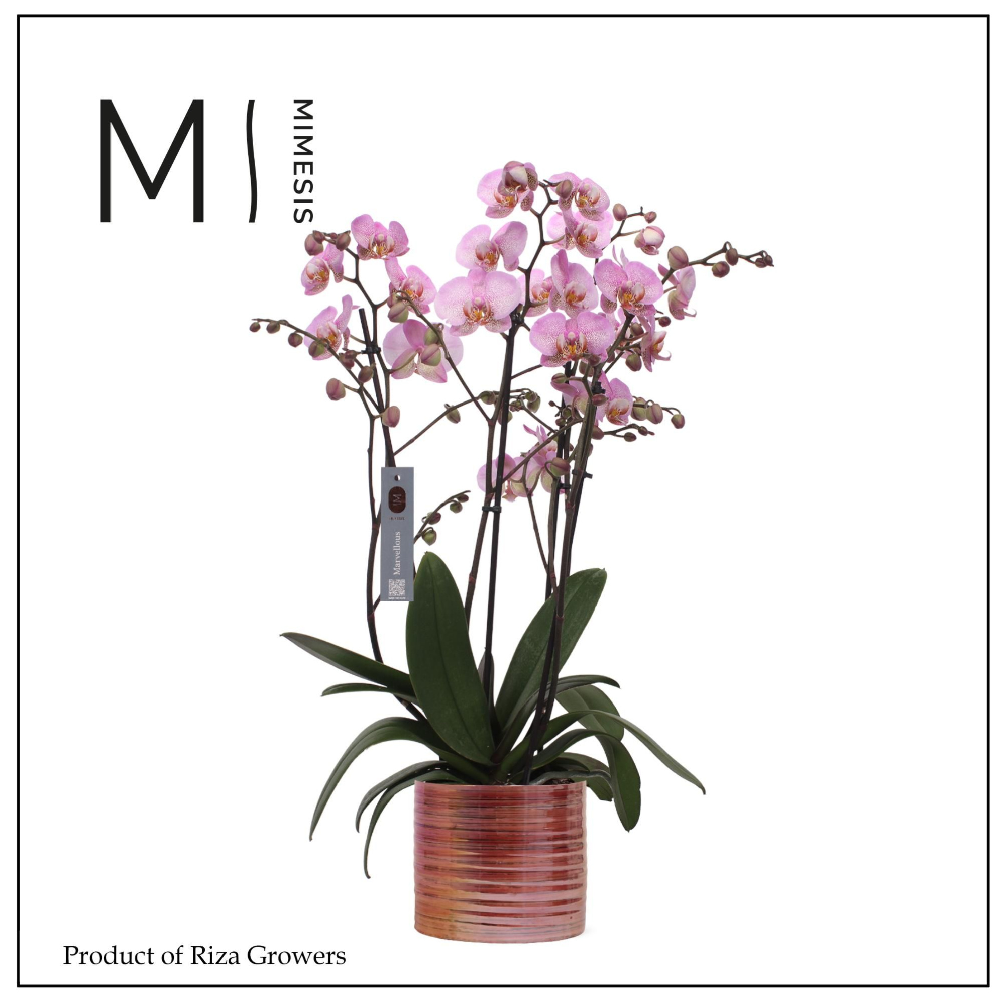 Mimesis Phal. Marvellous Pink Special - 50+ flowers 17cm in Didi Pearl Pink Ceramic, D 17 cm
