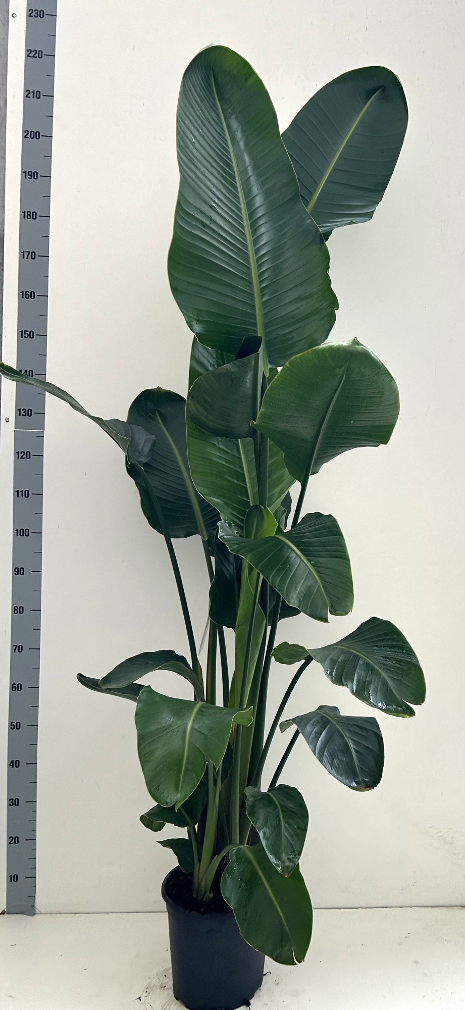 Strelitzia Nicolai 5 planten per pot, D 27