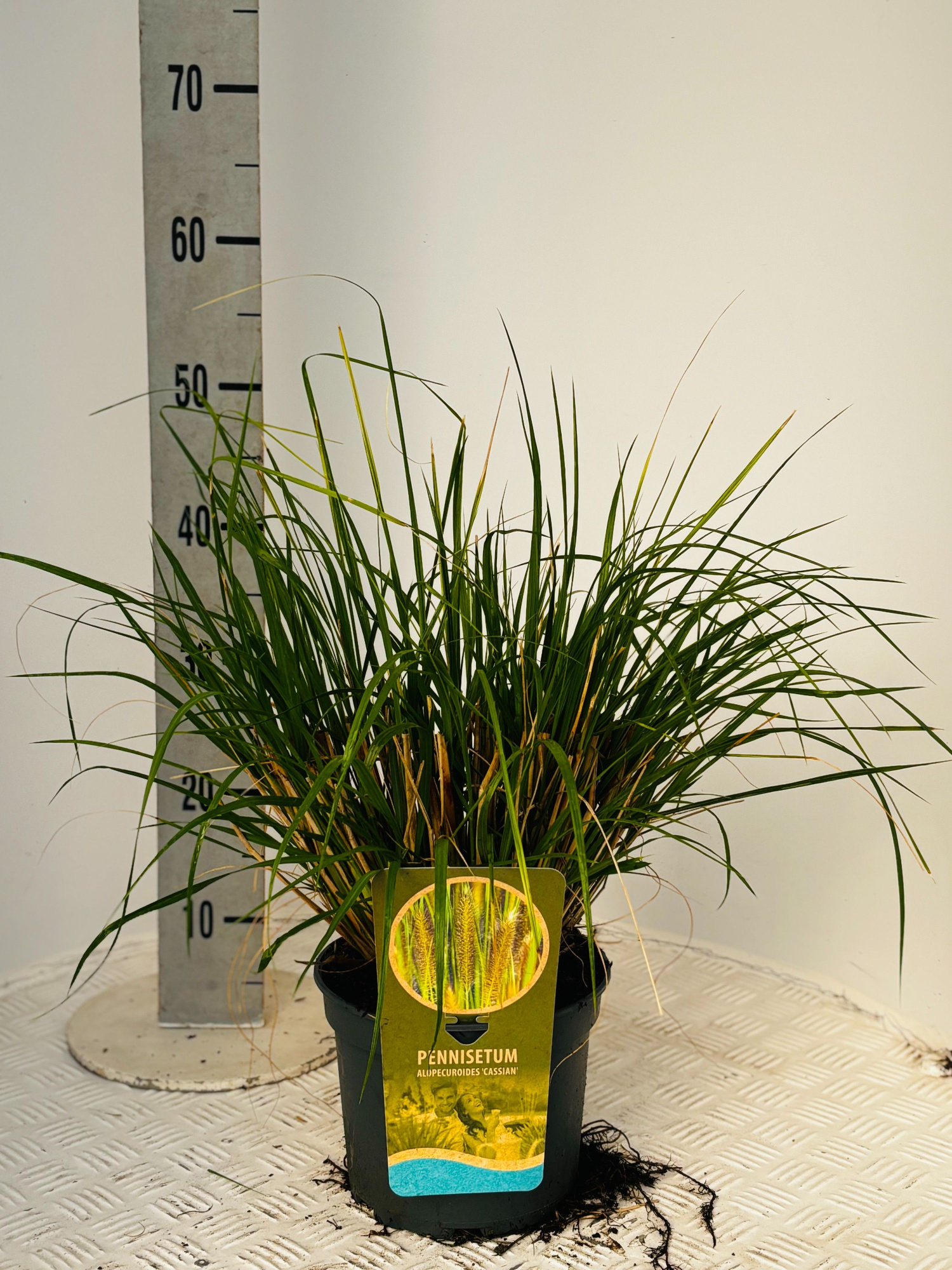 Pennisetum alop. 'Cassian', D 19 cm