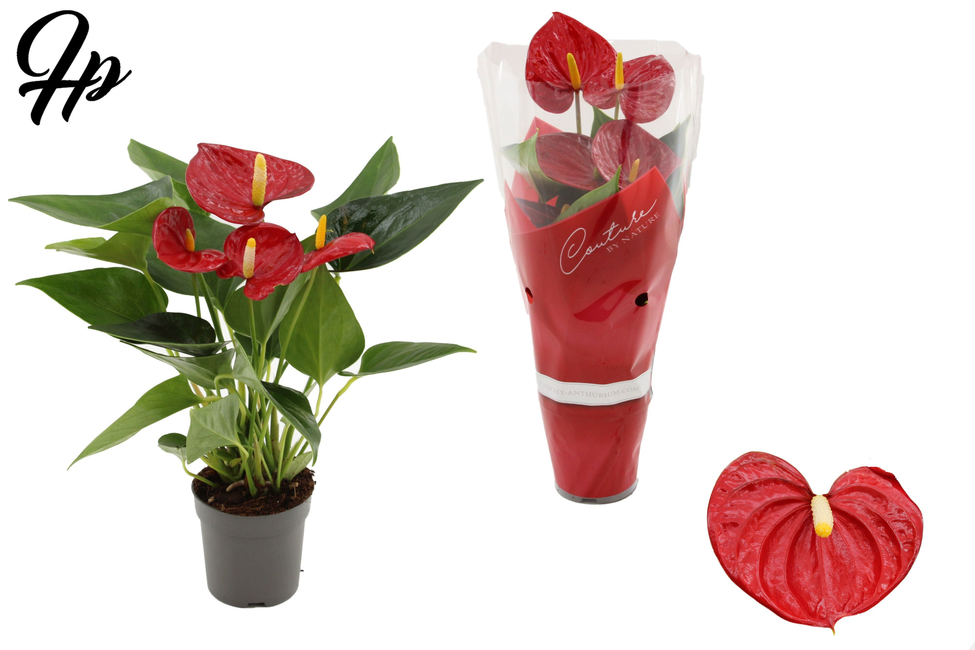 Anthurium 7 cm Success Red in Couture sleeve, D 7