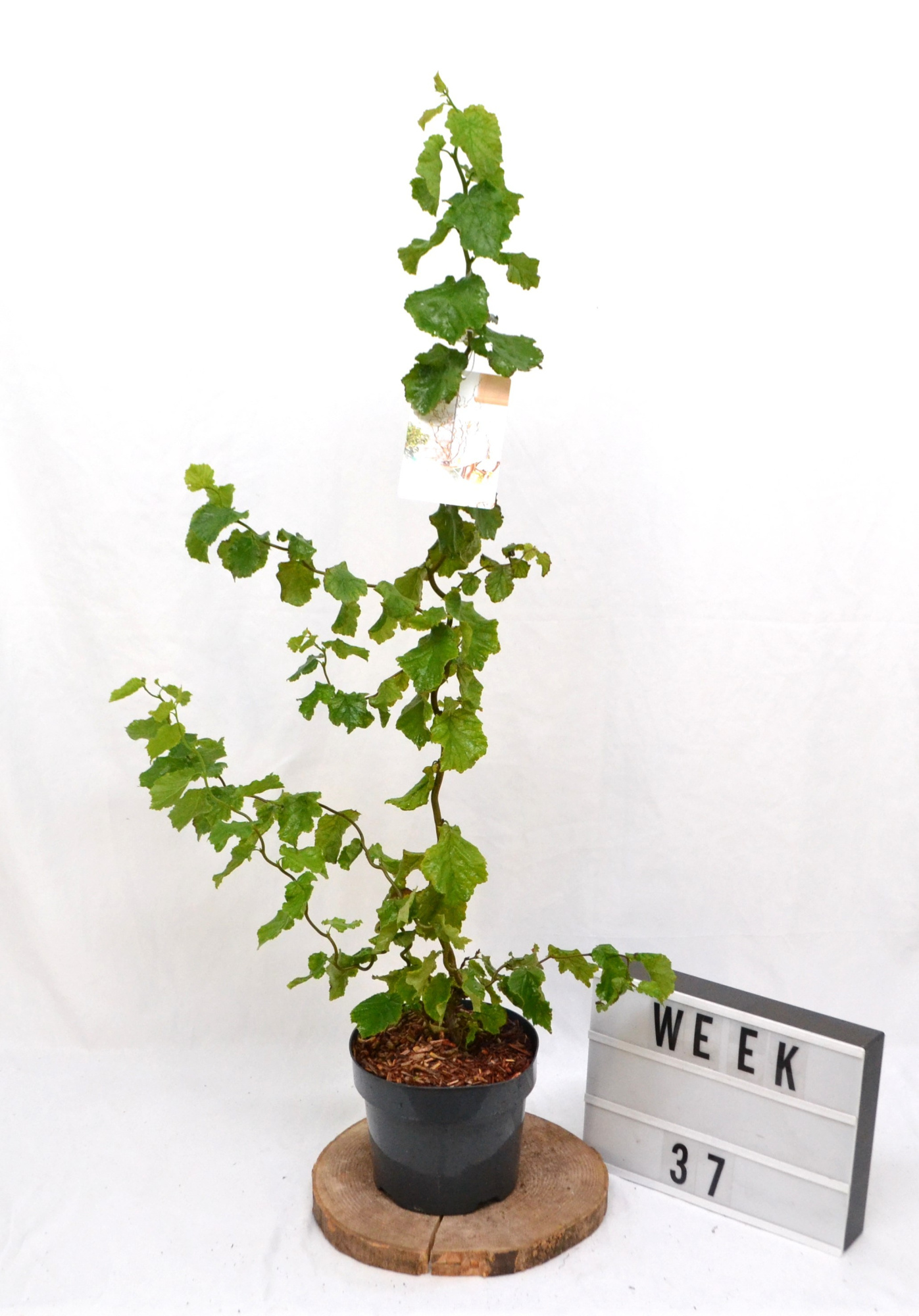 Corylus avellana Medusa C3 40/50, D 19 cm