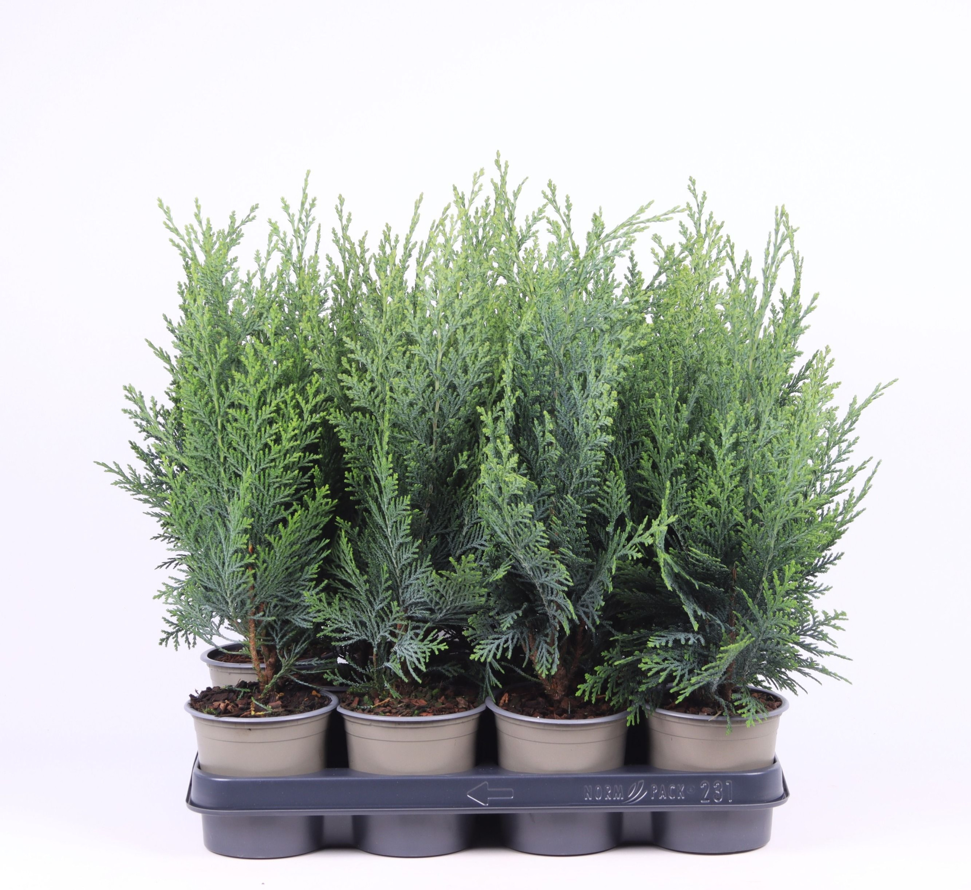 Chamaecyparis lawsoniana 'Columnaris', D 11 cm