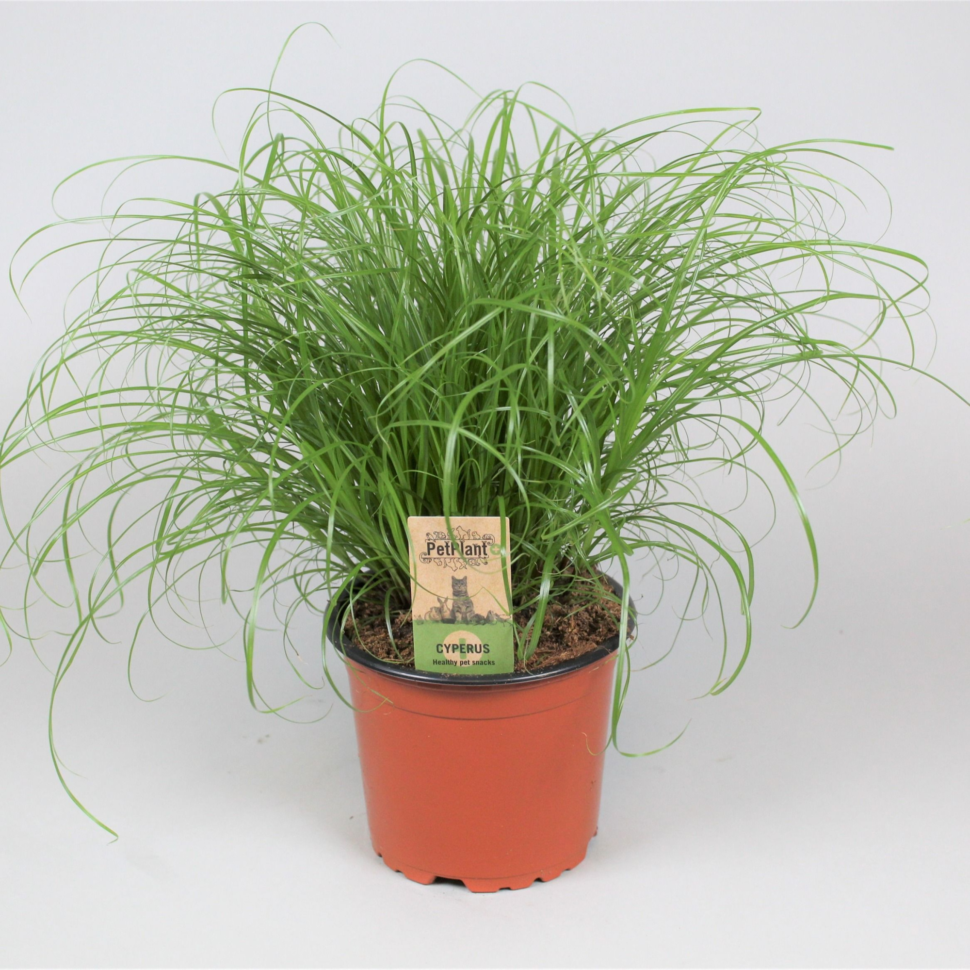 Cyperus alternifolius Zumula PetPlant, D 12 cm