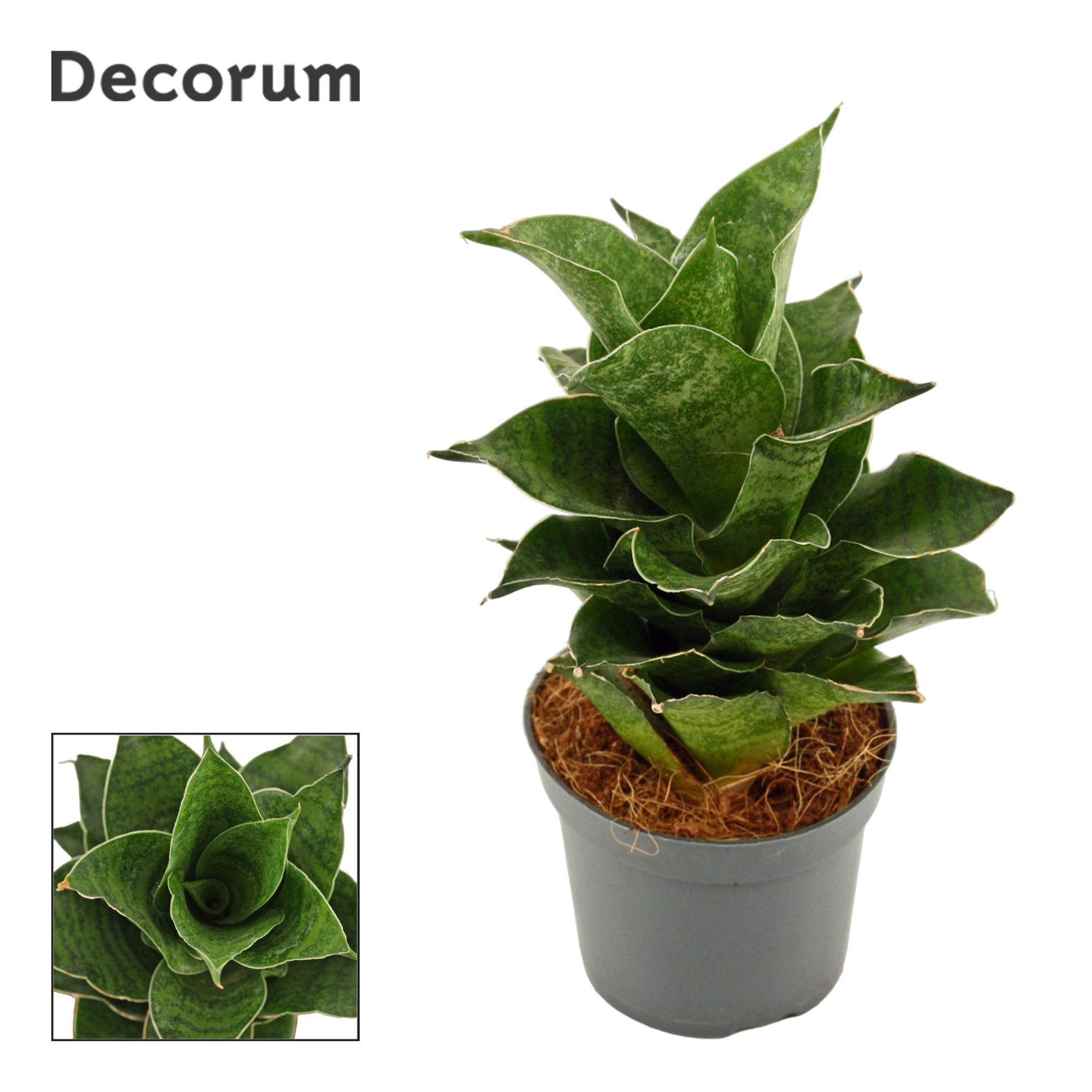 Sansevieria Mahanakorn 6 cm (Decorum), D 6 cm