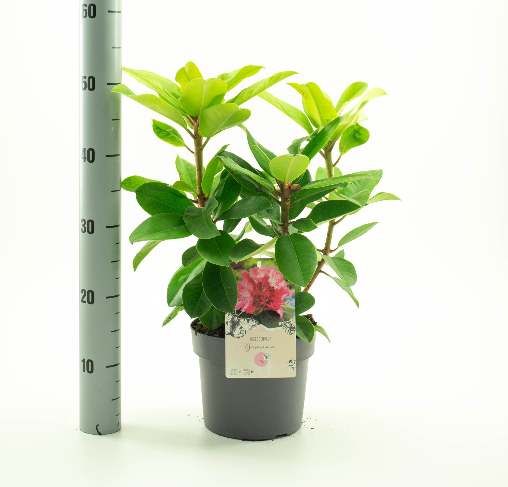 Rhododendron 'Germania', D 19 cm