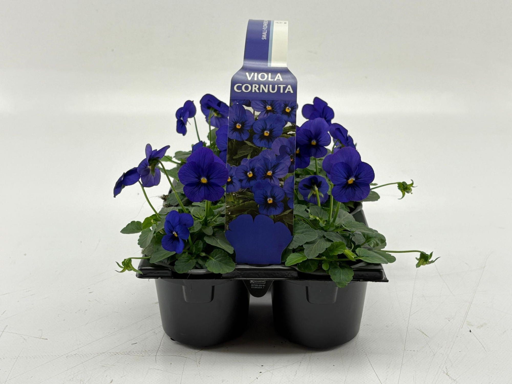 Sixpack Viola Cornuta Blue Blotch, D 9