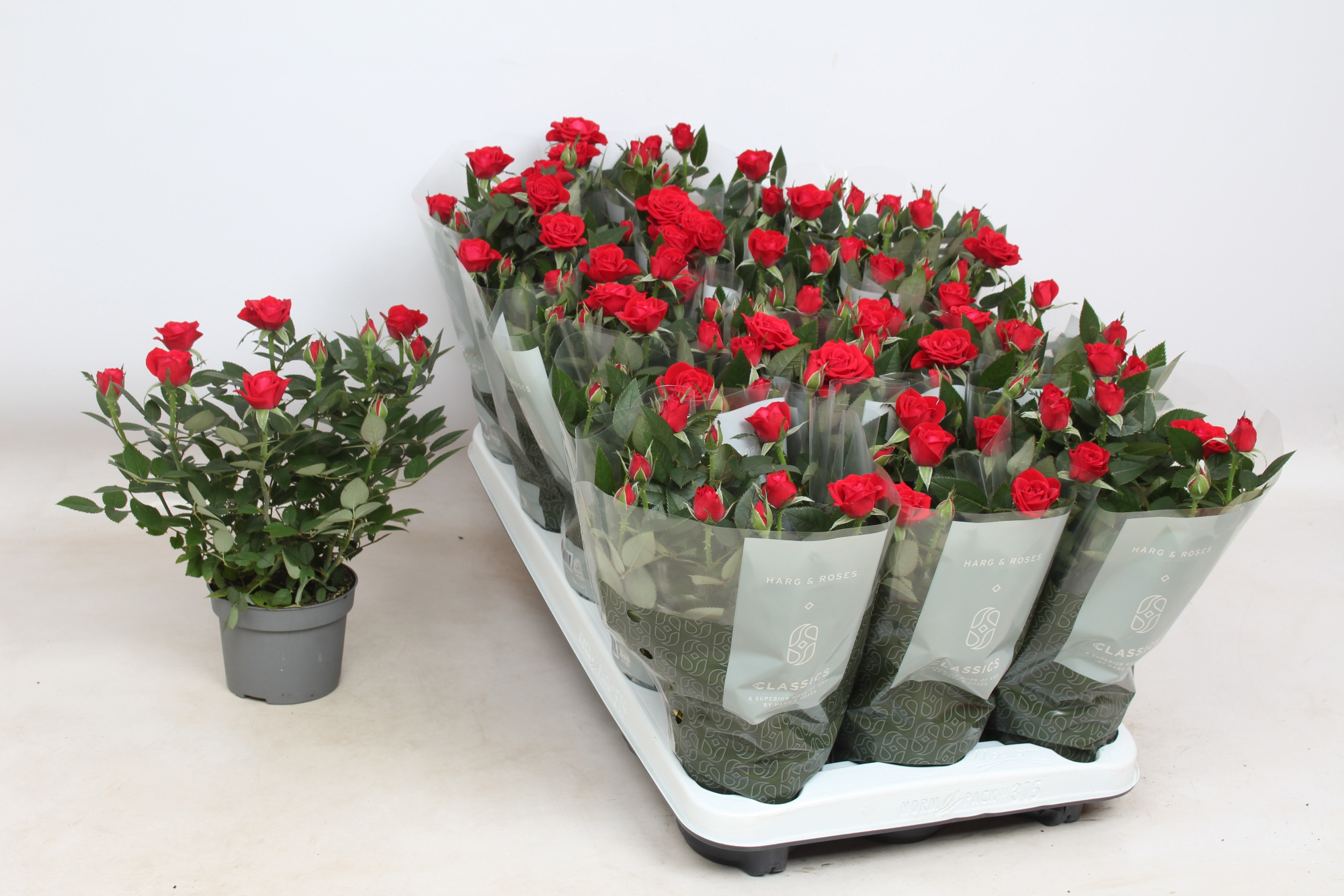 Rosa Kordana Milano, D 10,5