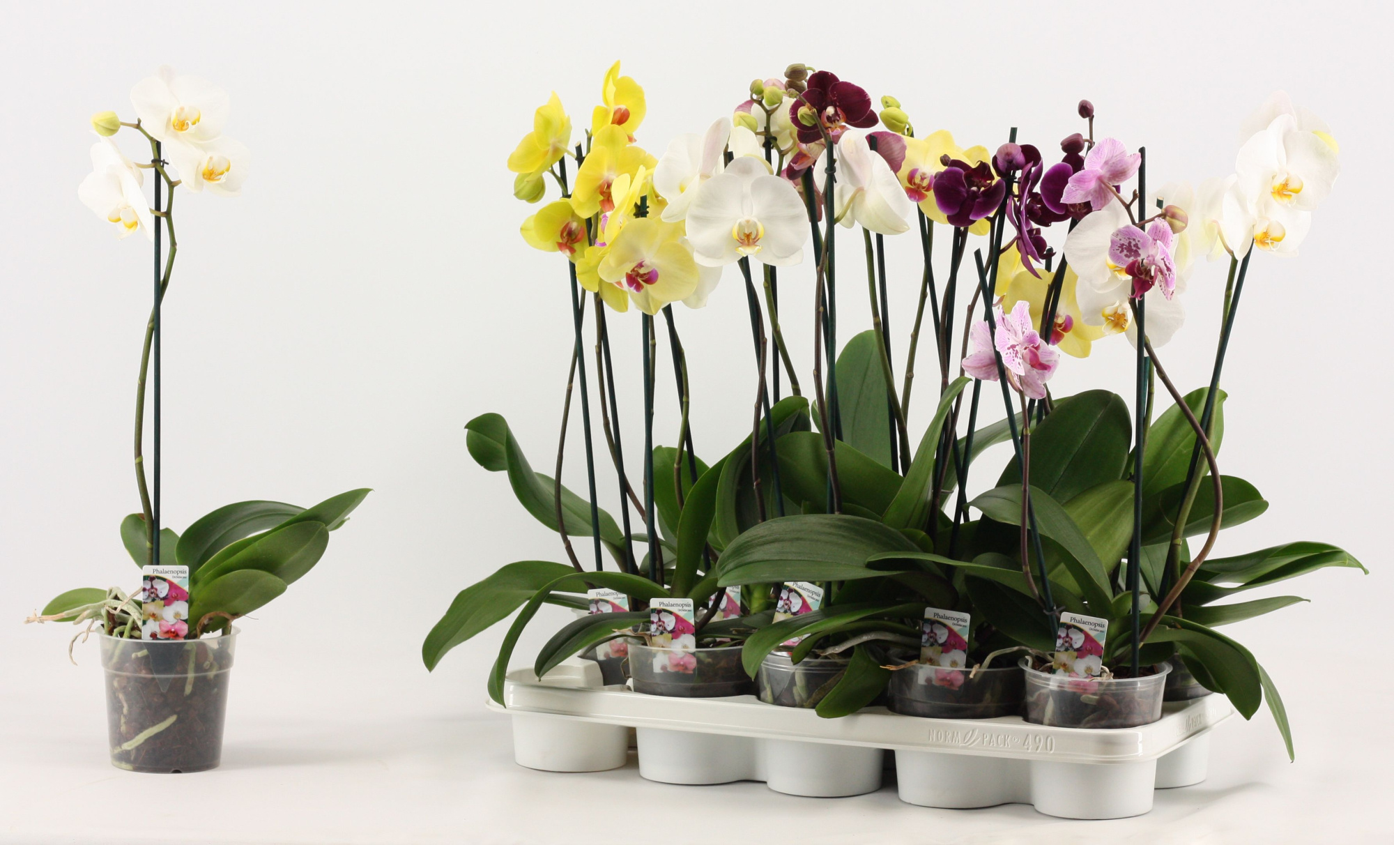 Phalaenopsis 3+ bloem A2, D 12 cm