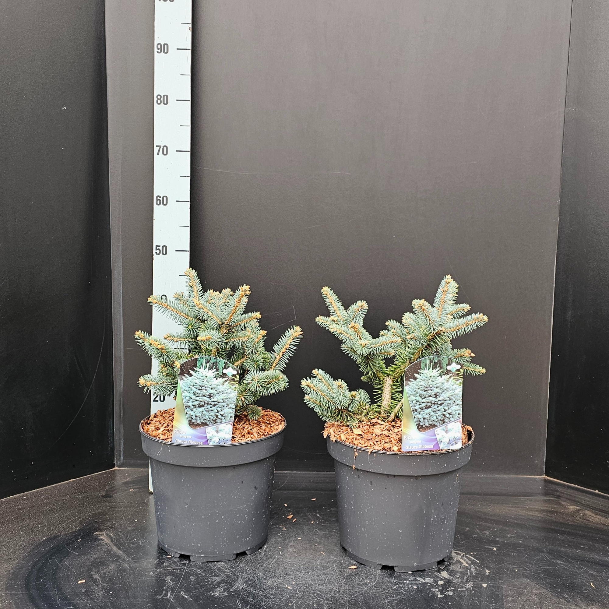 Picea pungens 'Glauca Globosa, D 26 cm