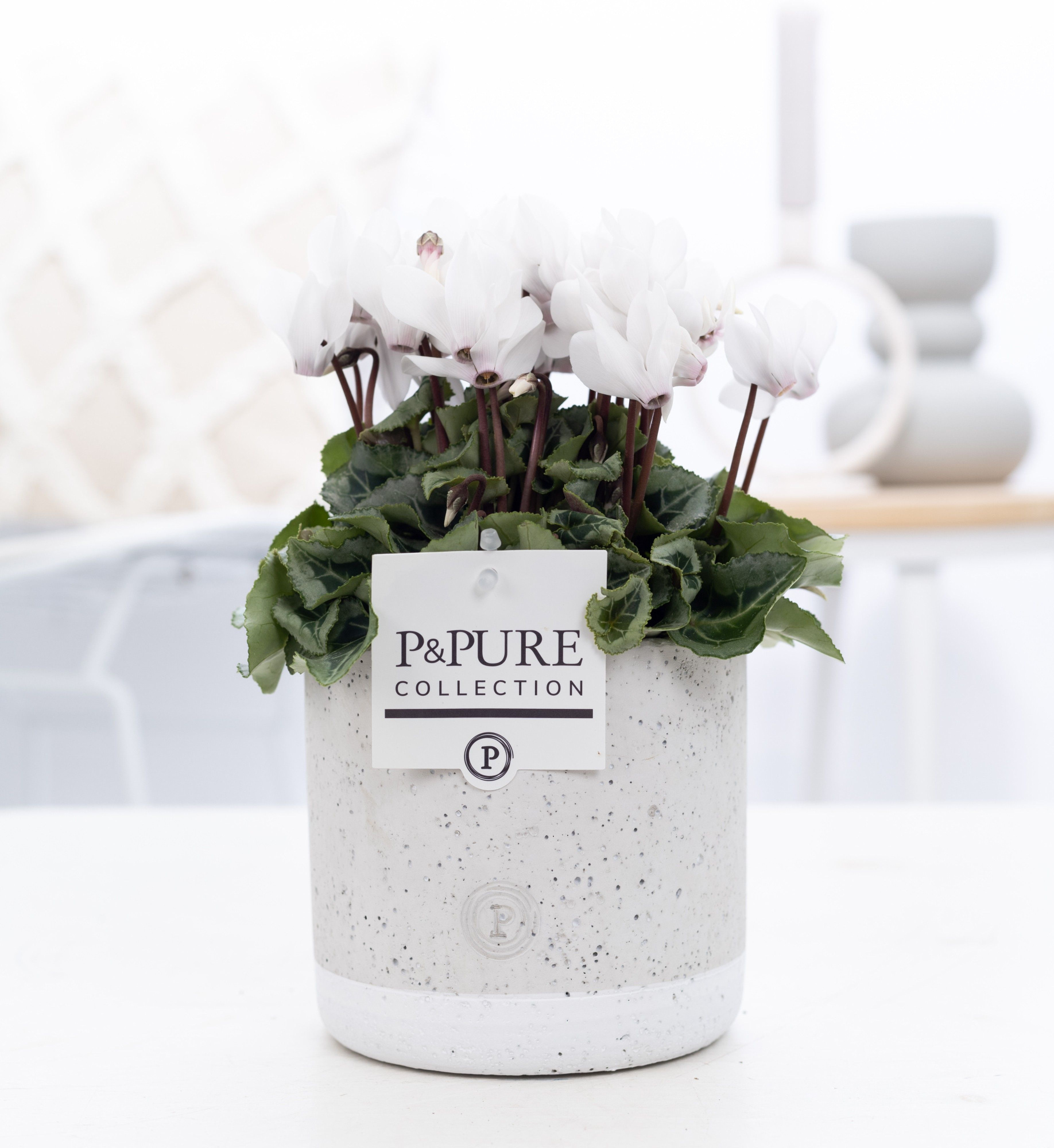 Cyclamen SS Picasso Wit in Jade Ceramic wit PC, D 14 cm