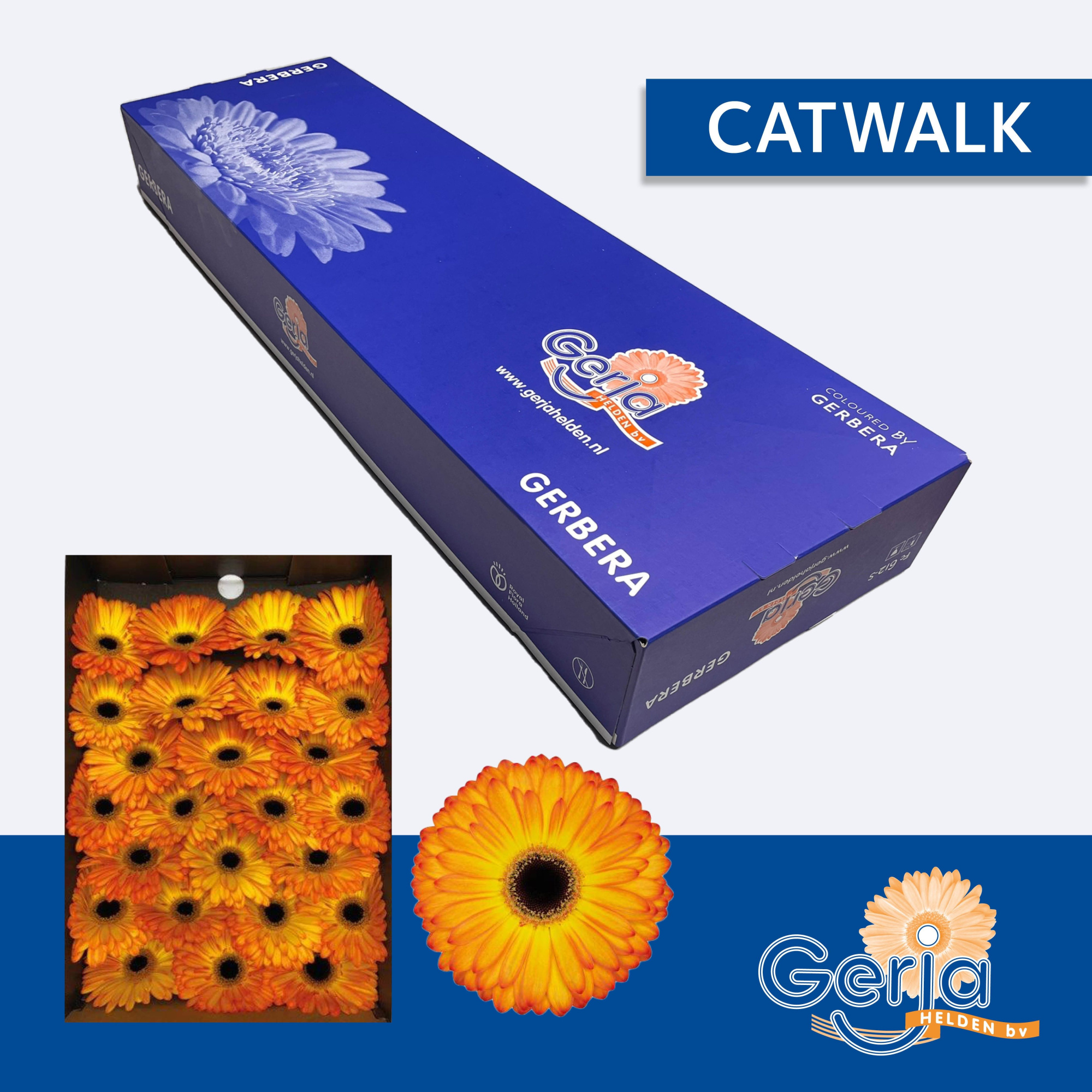 Гербера Кэтвок x50, шт.