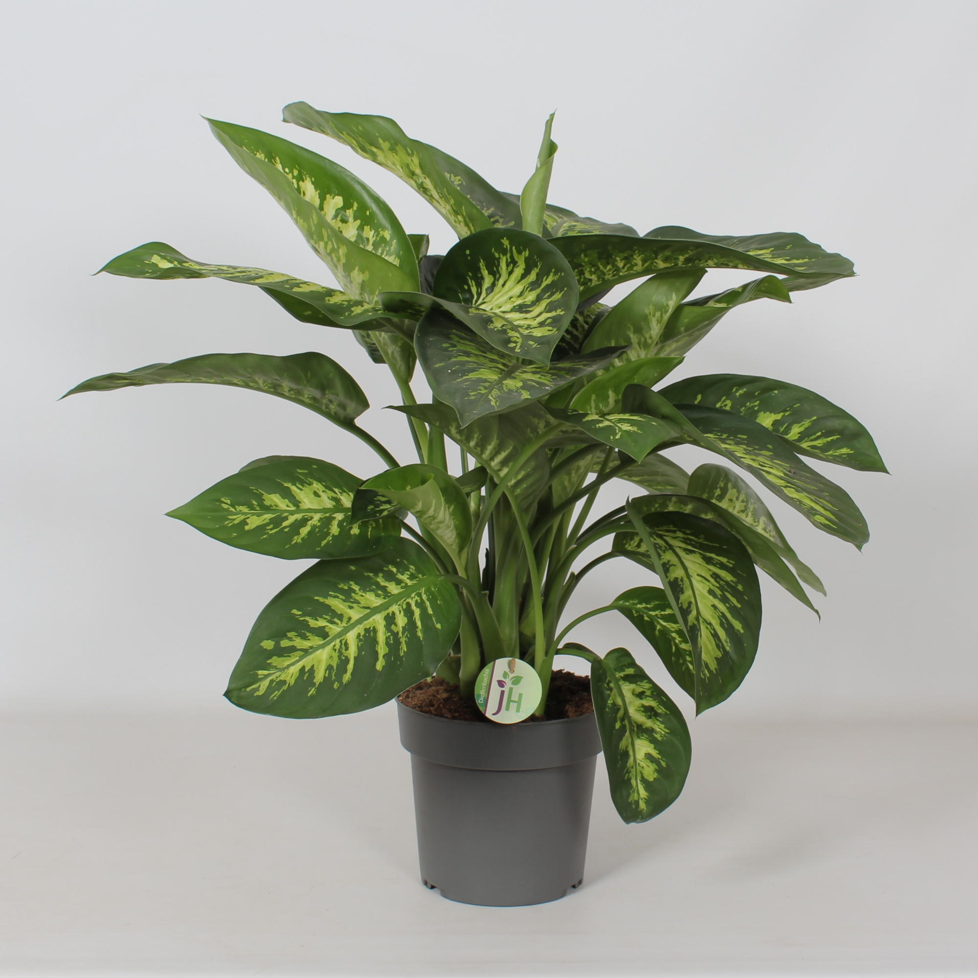 Dieffenbachia 'Reeva', D 21 cm