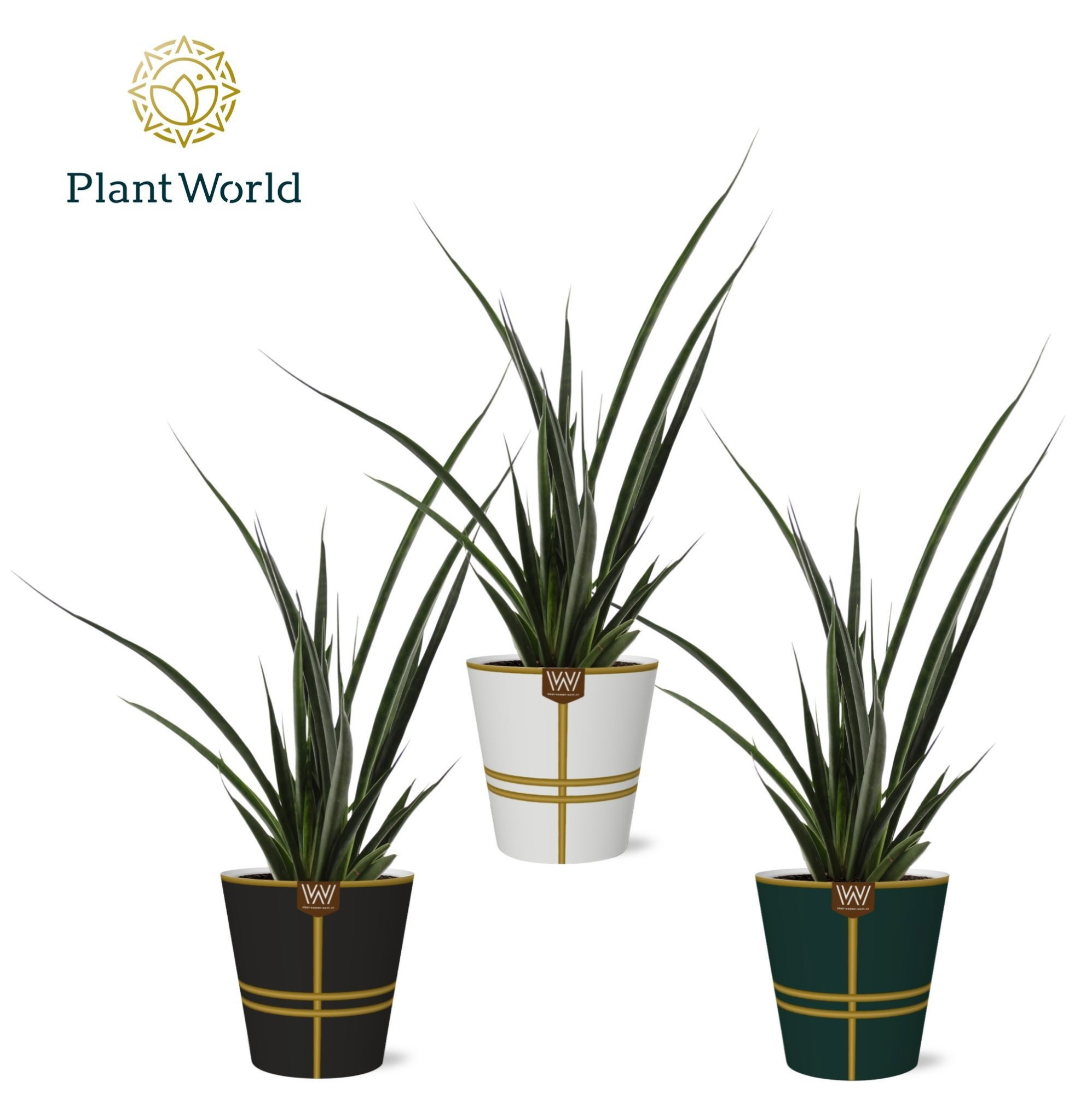 Sansevieria kirkii 'Friends' in papercup Lauri, D 12