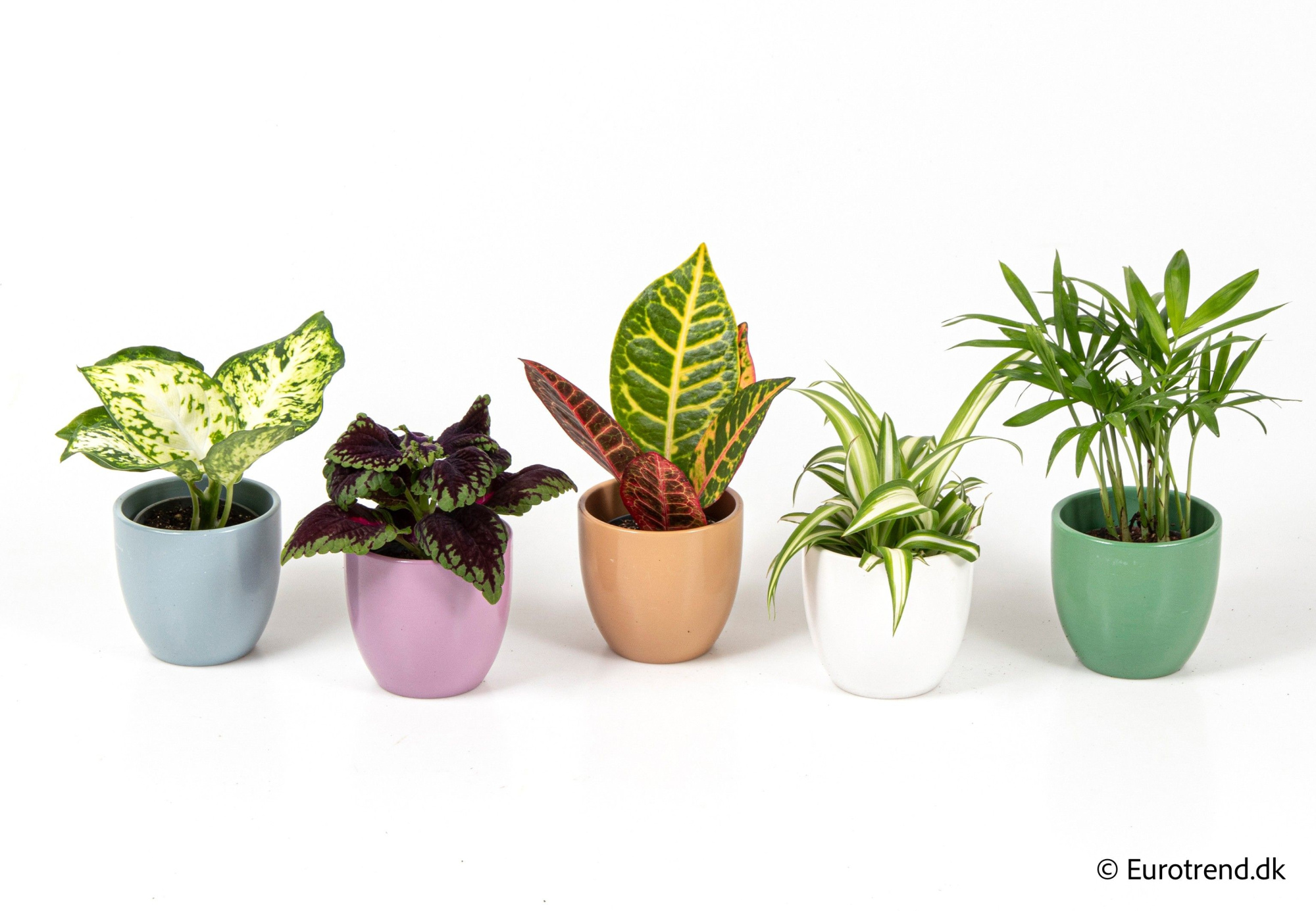 Green mix in ceramic - Spring, Summer & Autumn 2025, D 6 cm