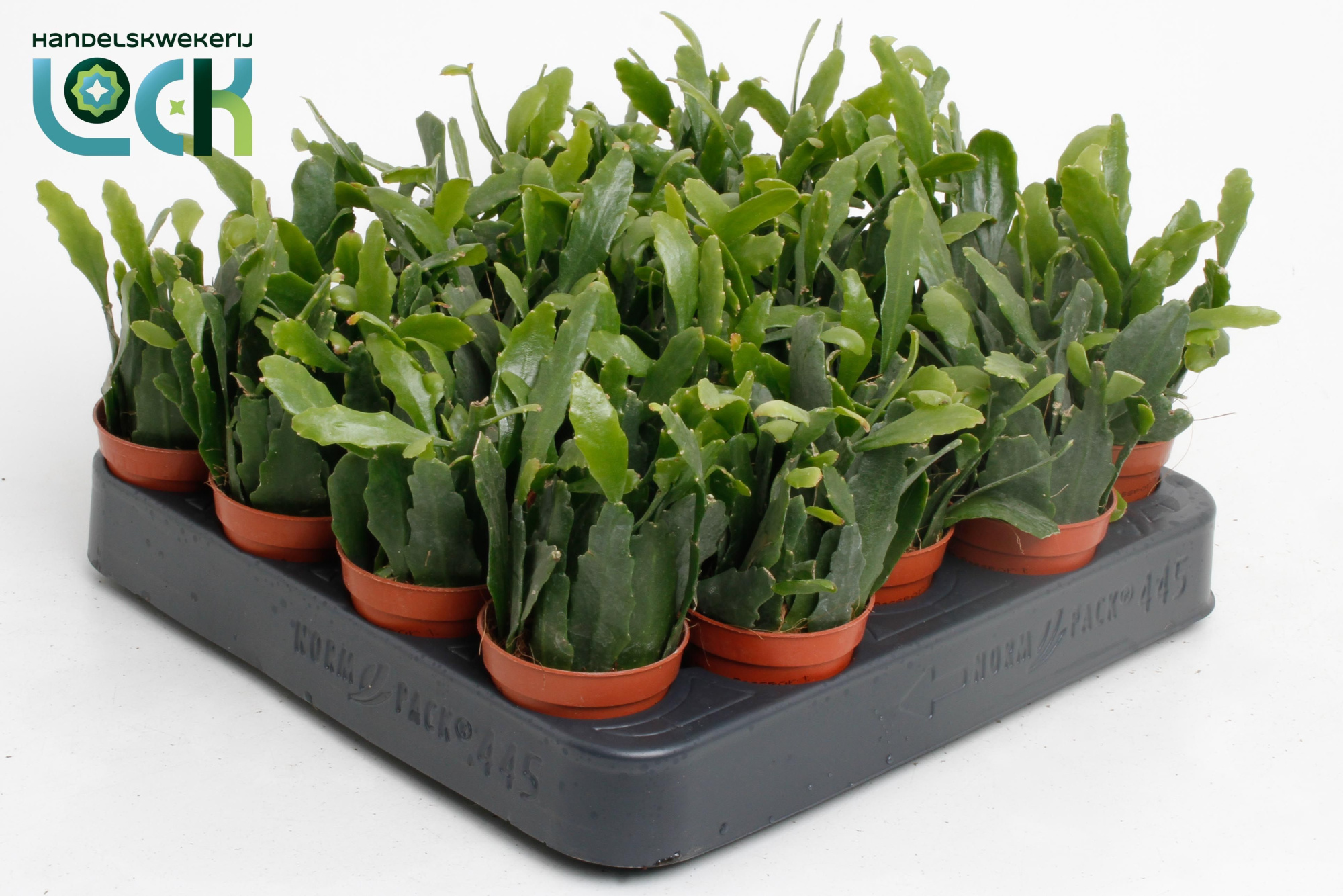 Rhipsalis Crispata, D 5,5