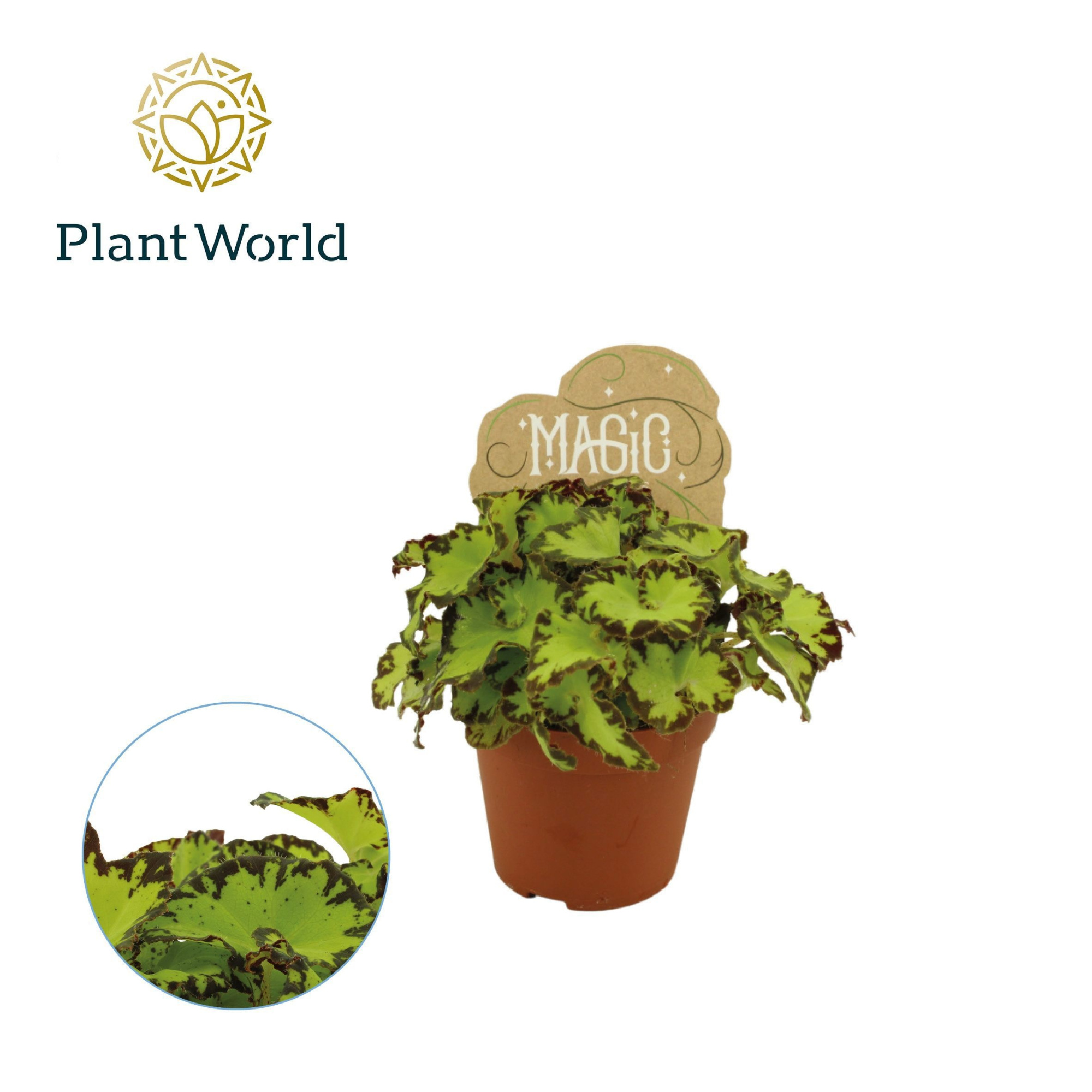 Begonia rex Jive, D 8,5 cm