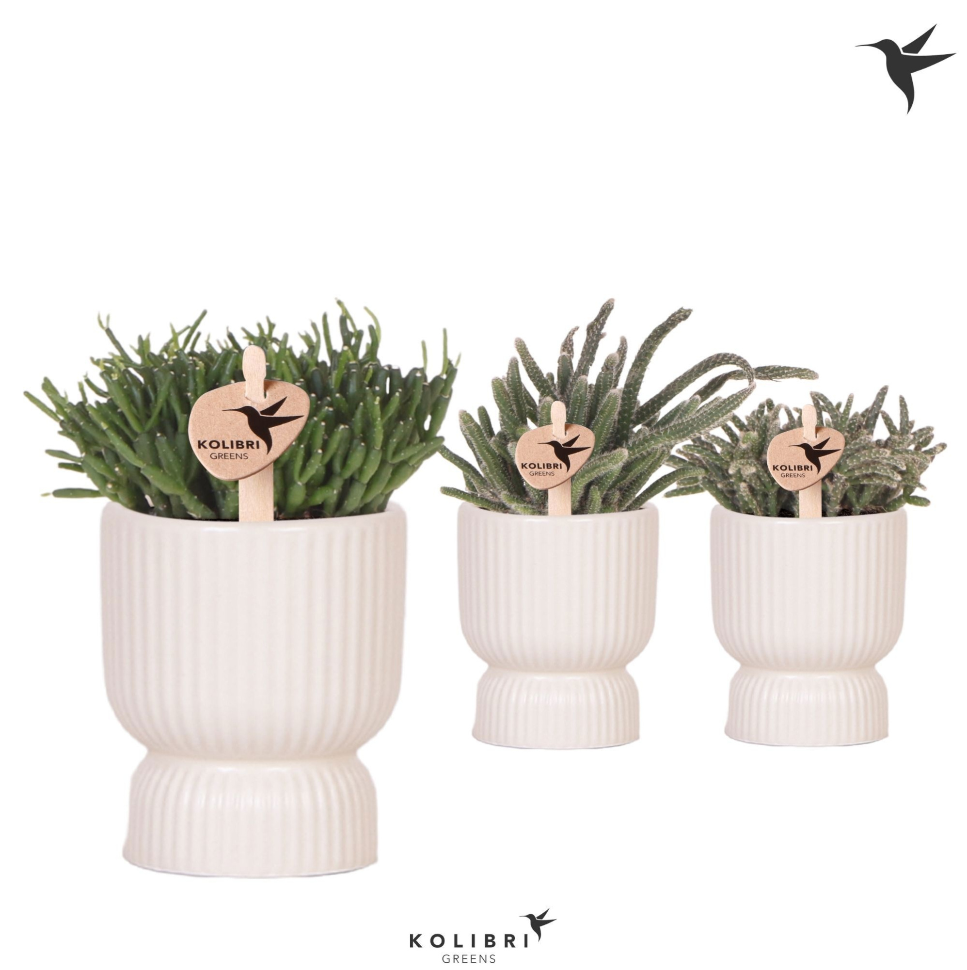 Kolibri Greens Rhipsalis mix in Diabolo pot travertine, D 6