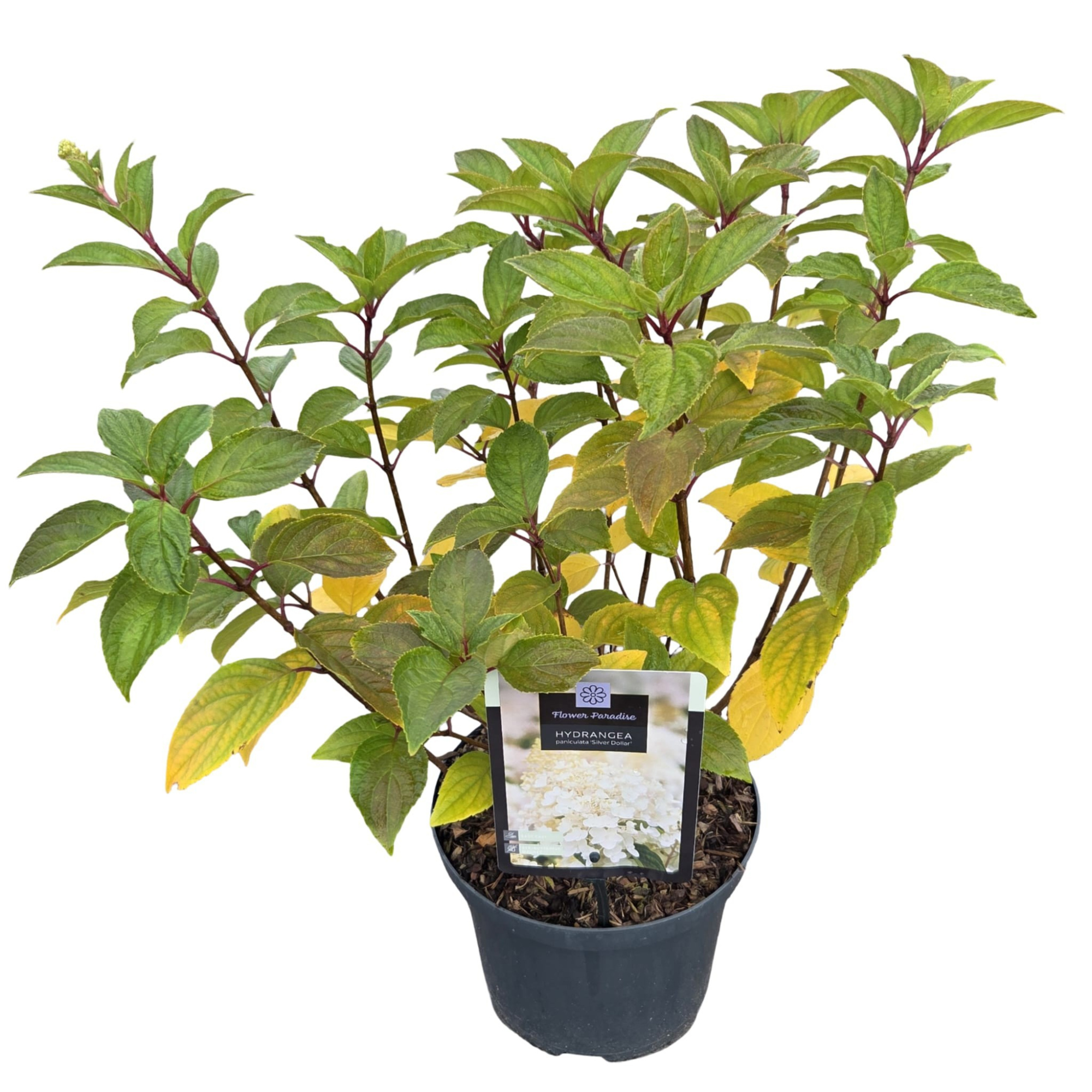 Hydrangea pan. 'Silver Dollar', D 23 cm