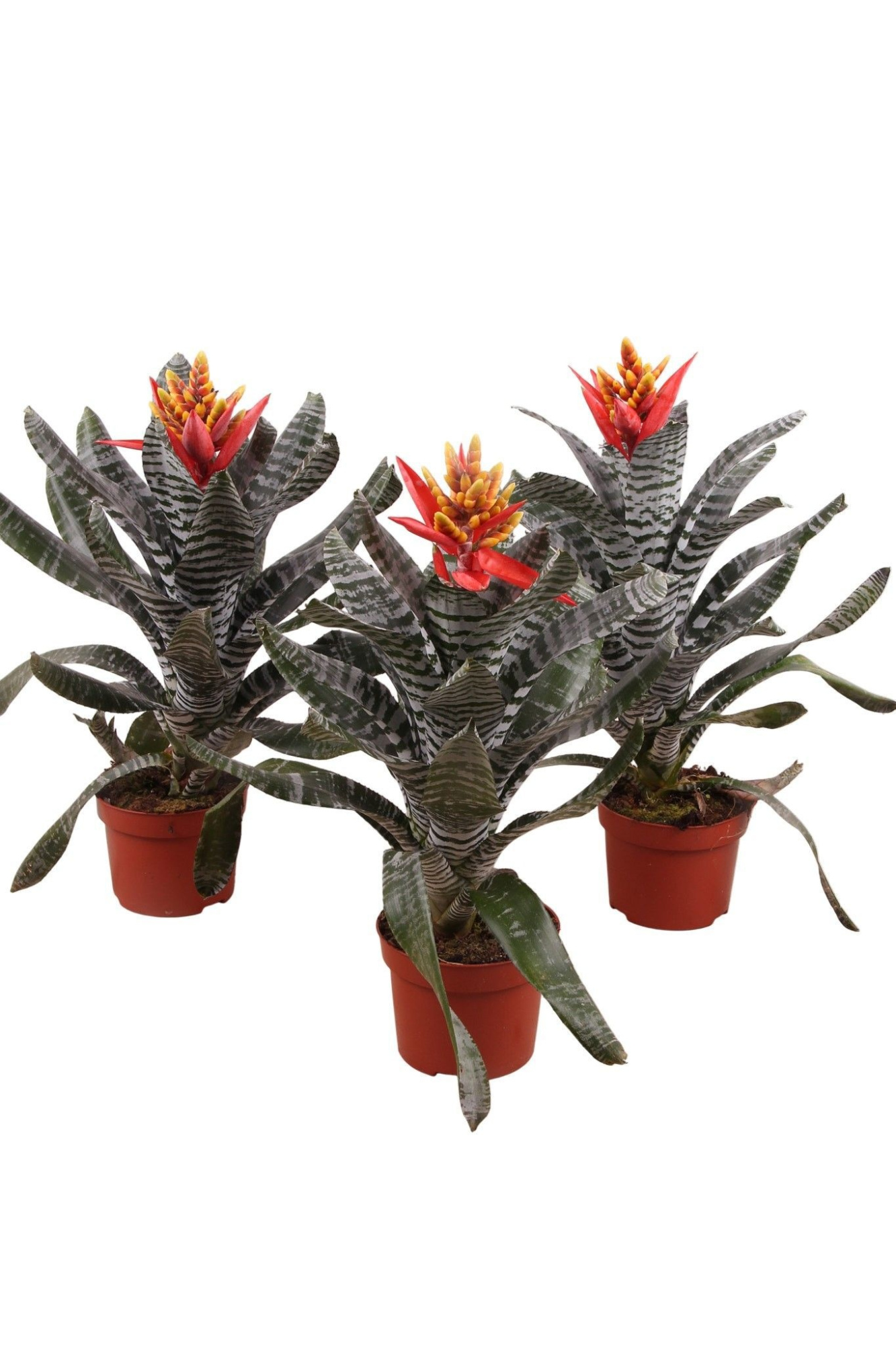 Aechmea chantinii REBECCA, D 12