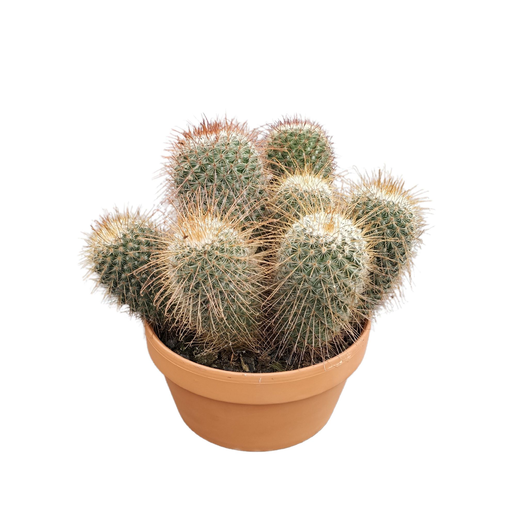 Mammillaria magnifica 20 cm, D 20 cm