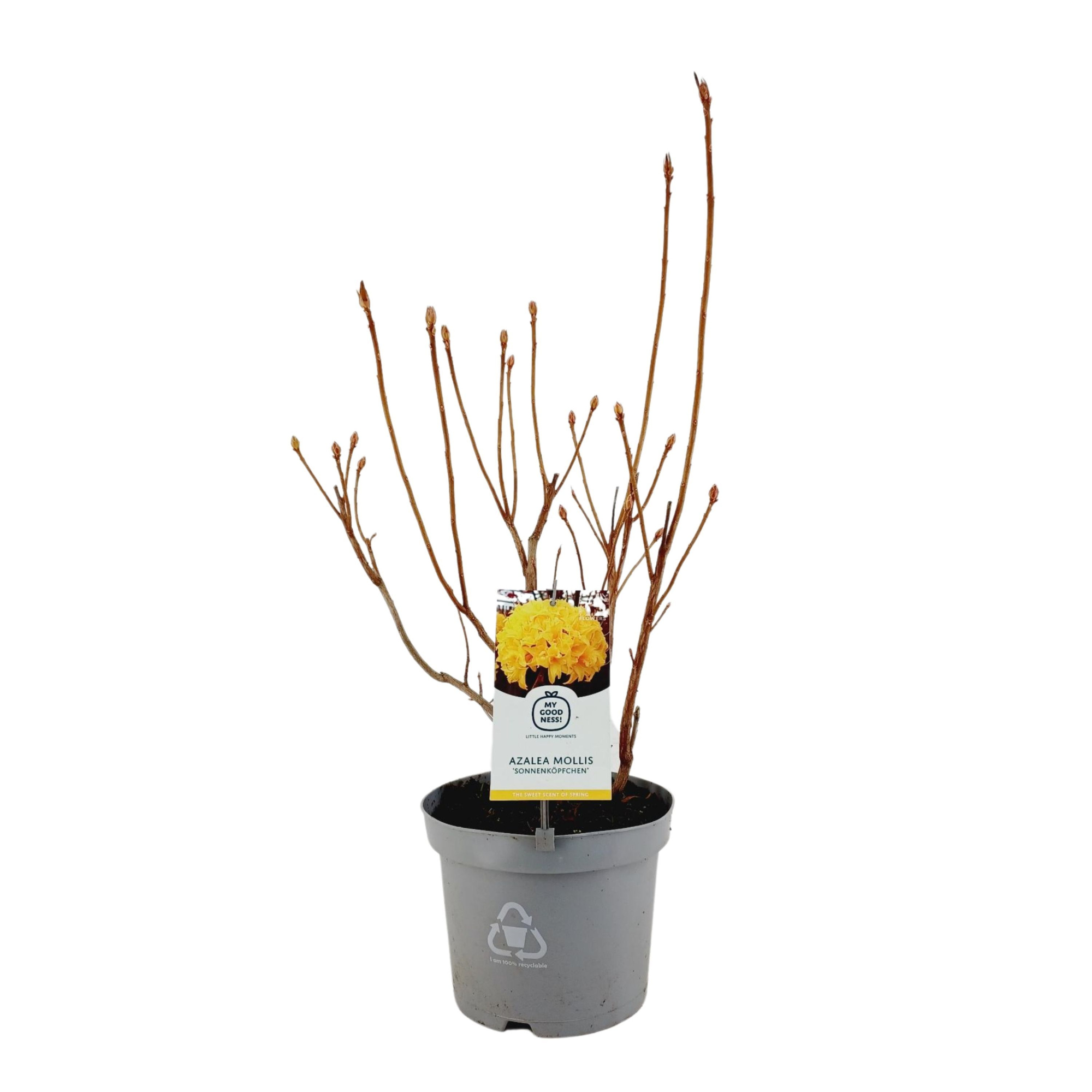 Azalea Mollis 40 /C5 'Sonnenkopfchen', D 23