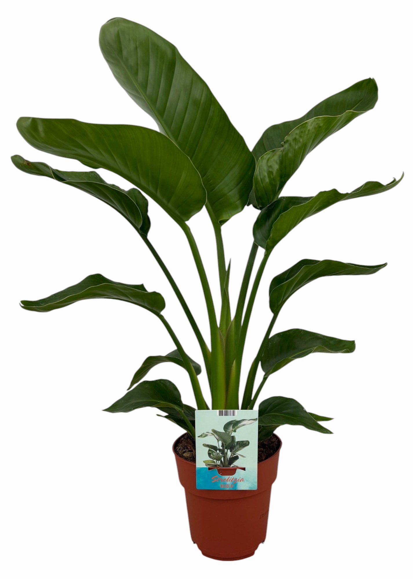 Strelitzia Nicolai (Peat Free / Veenvrij), D 19