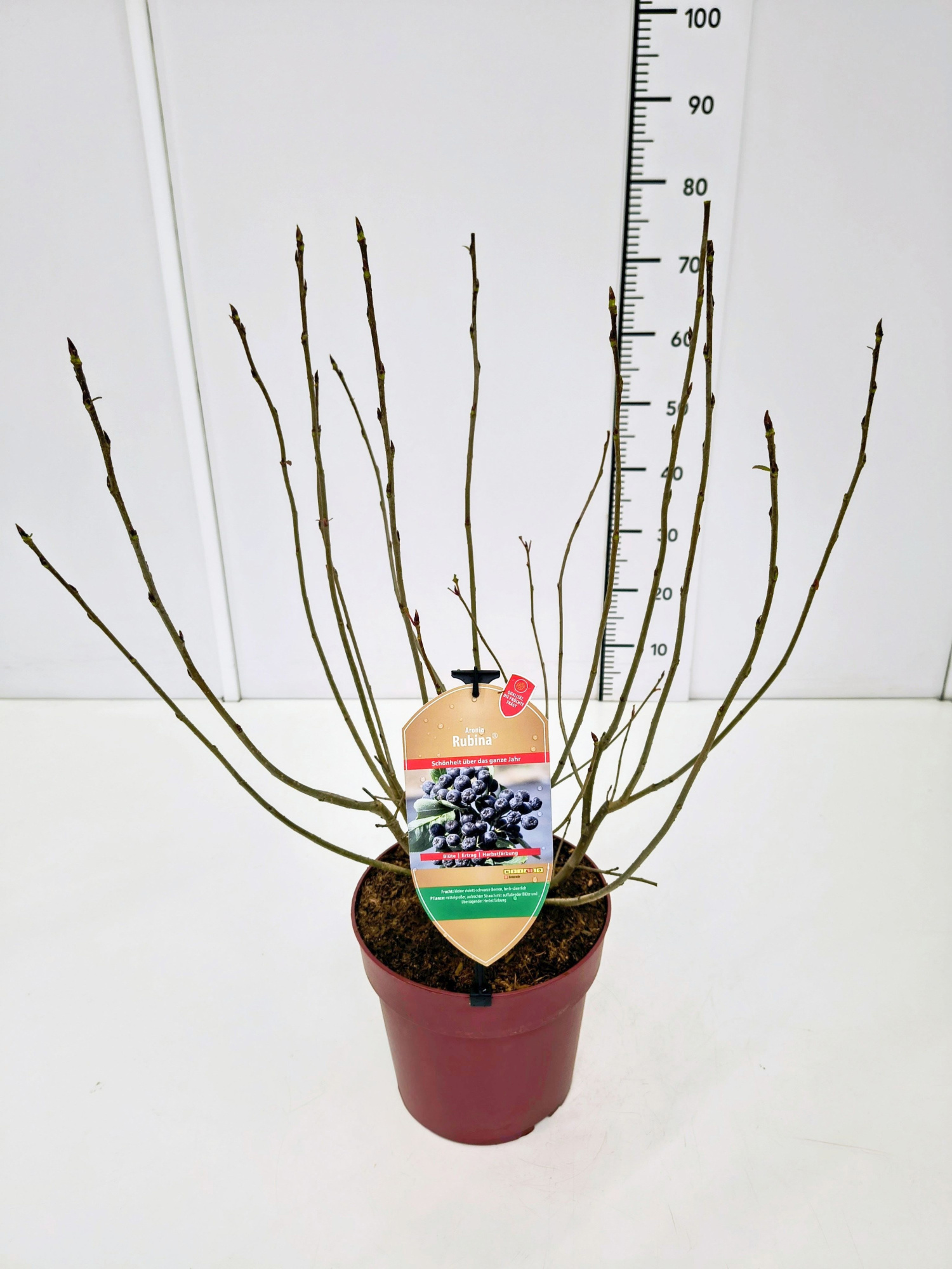 Aronia mel. 'Rubina' 50-60C6, D 24 cm