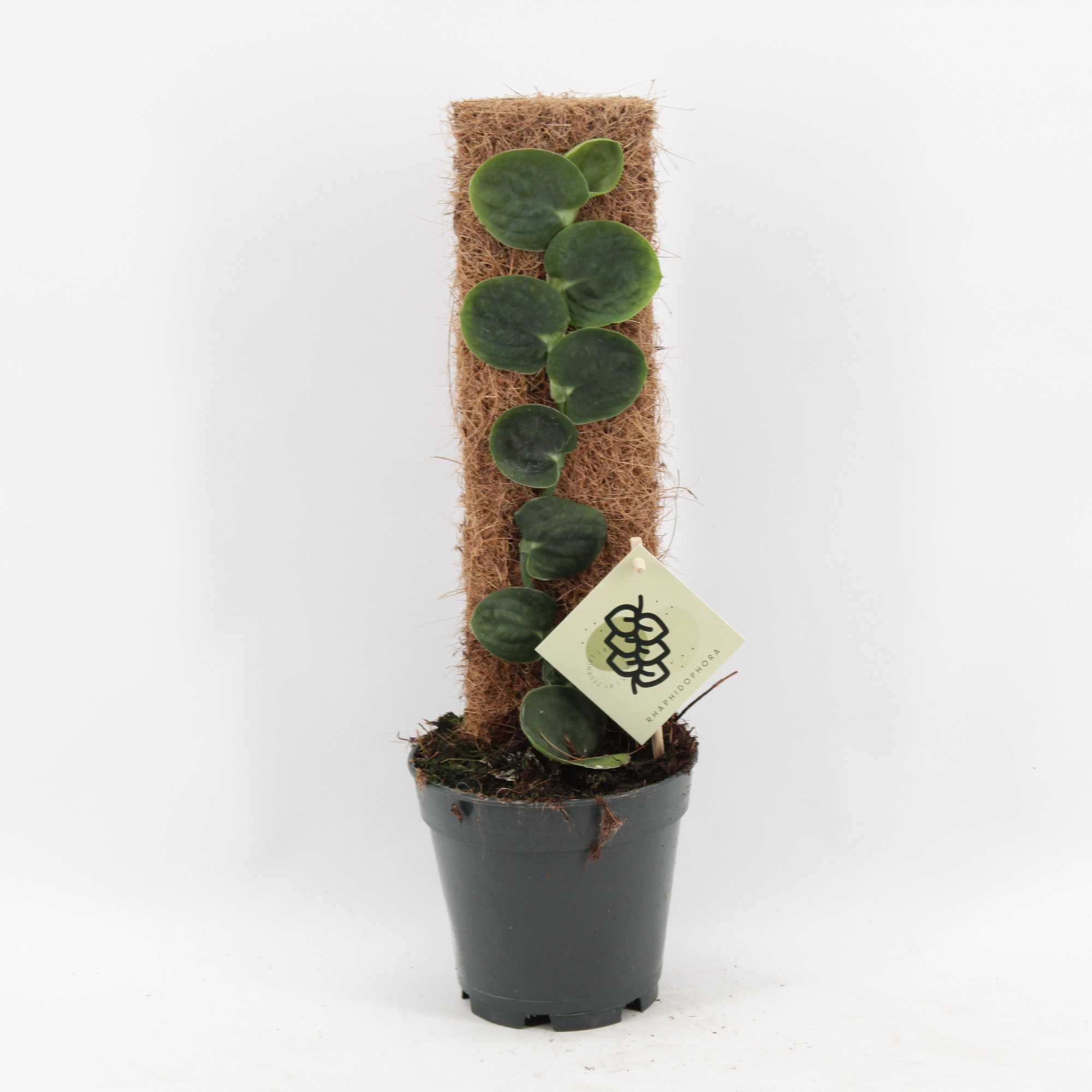 Rhaphidophora Celatocaulis, D 14