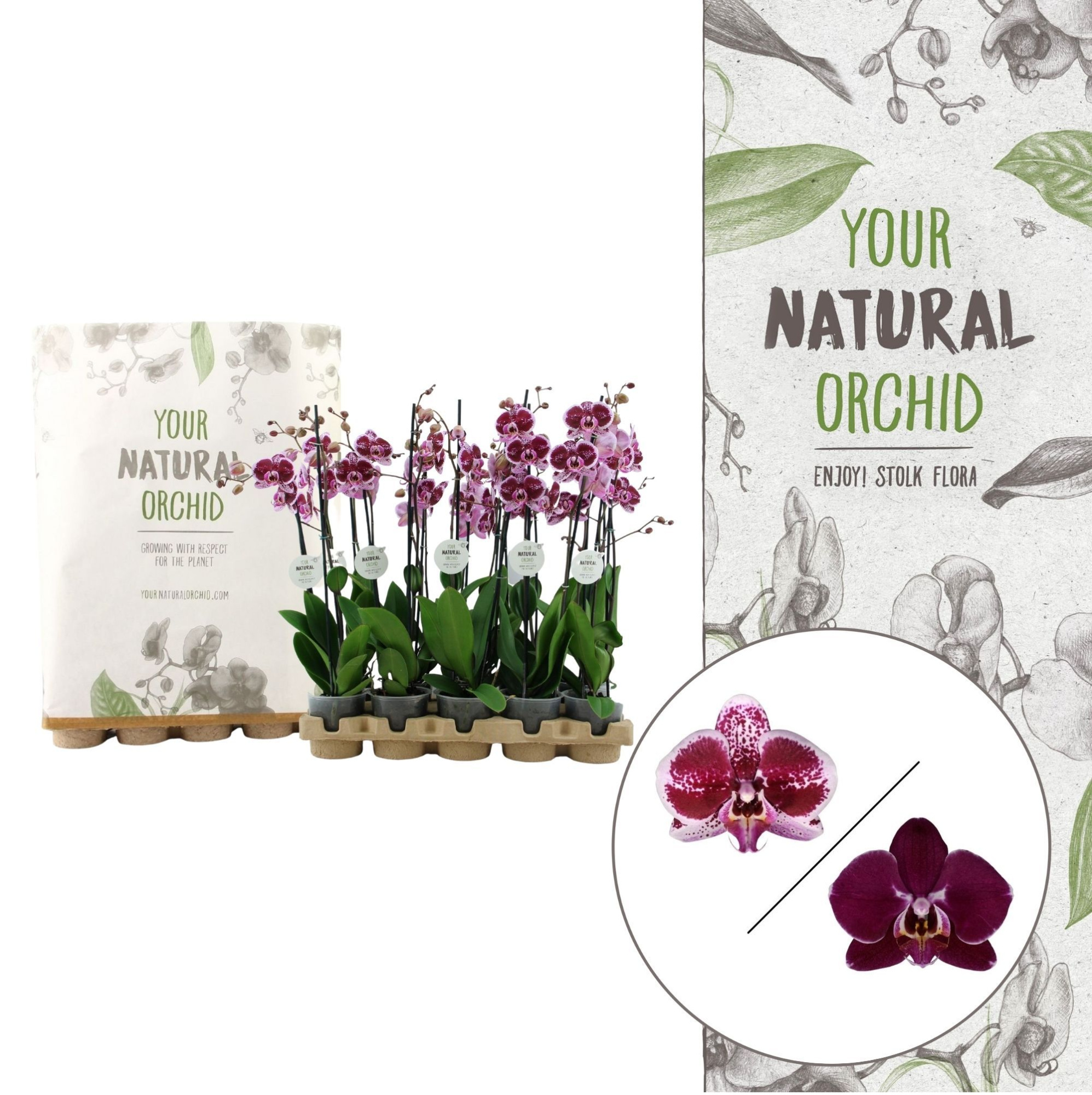 Your Natural Orchid | Eco Red | Phalaenopsis 2 spike, D 12