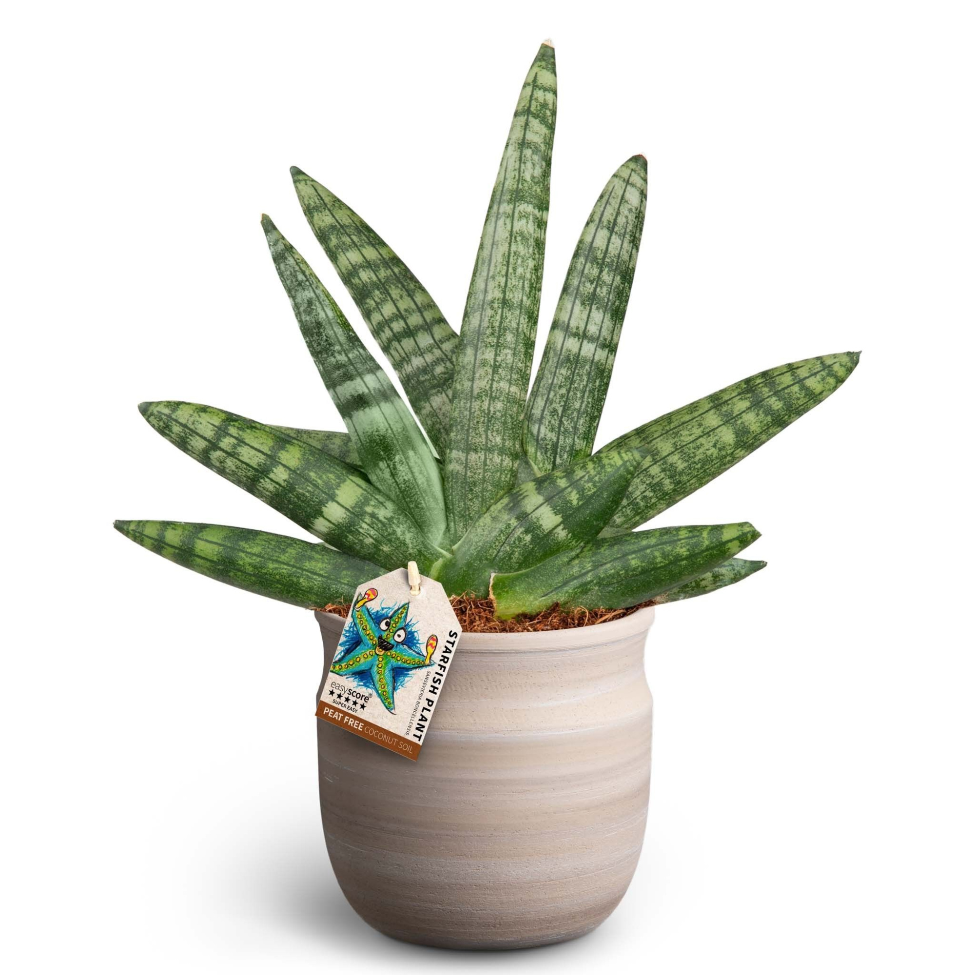 Maceta Sand, Sansevieria Boncellensis, D 12