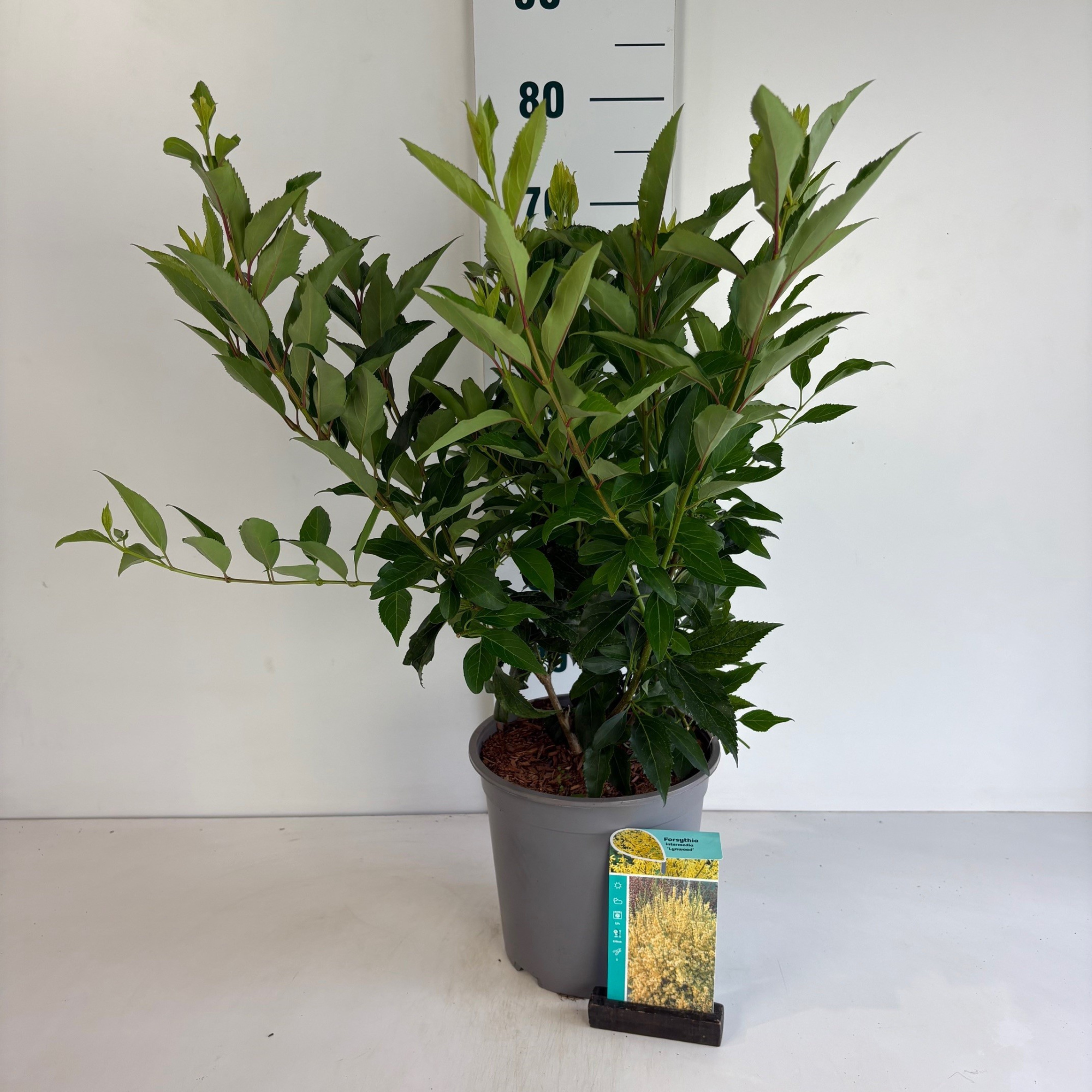 Forsythia intermedia Lynwood, D 24 cm