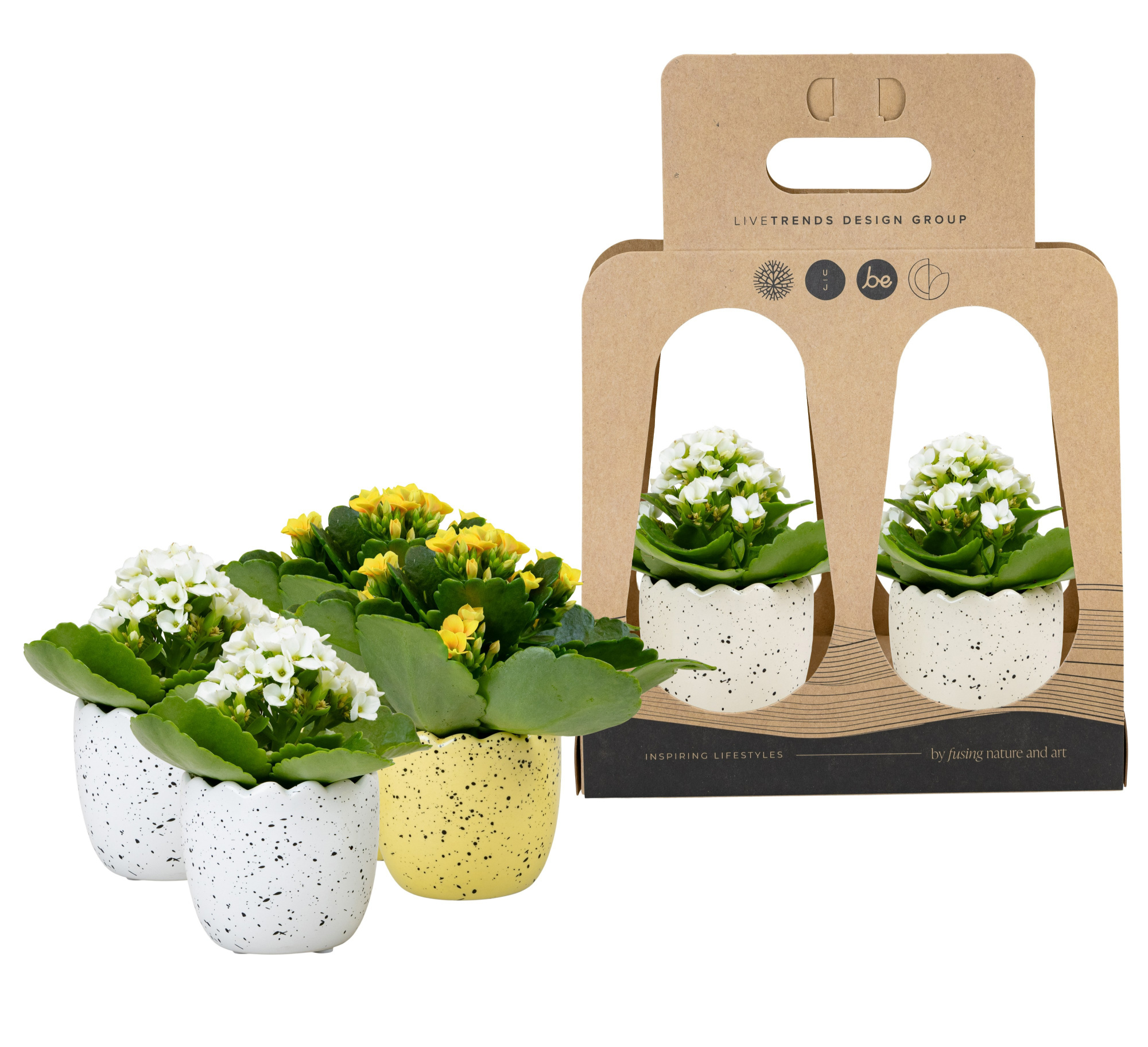 Hatched in Recycle Giftbox with Kalanchoe, D 6