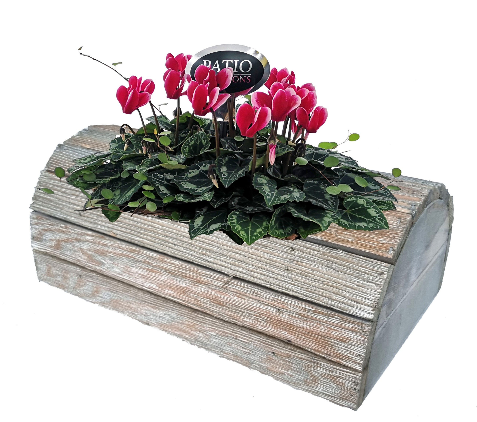 CYM782-9001 Cyclaam/Muehlenbeckia Mick, D 30 cm