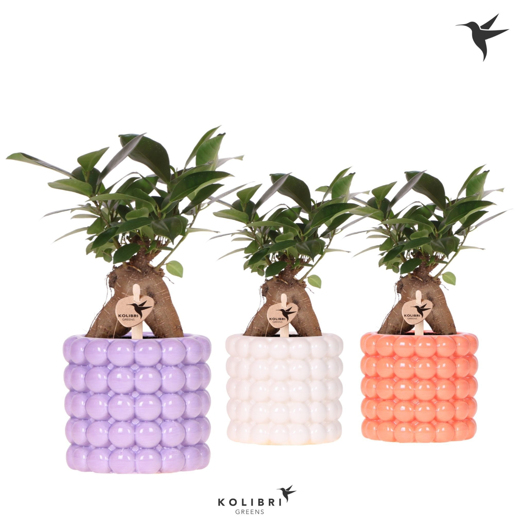 Kolibri Greens Ficus Ginseng Retusa in Poppy pot mix, D 9 cm