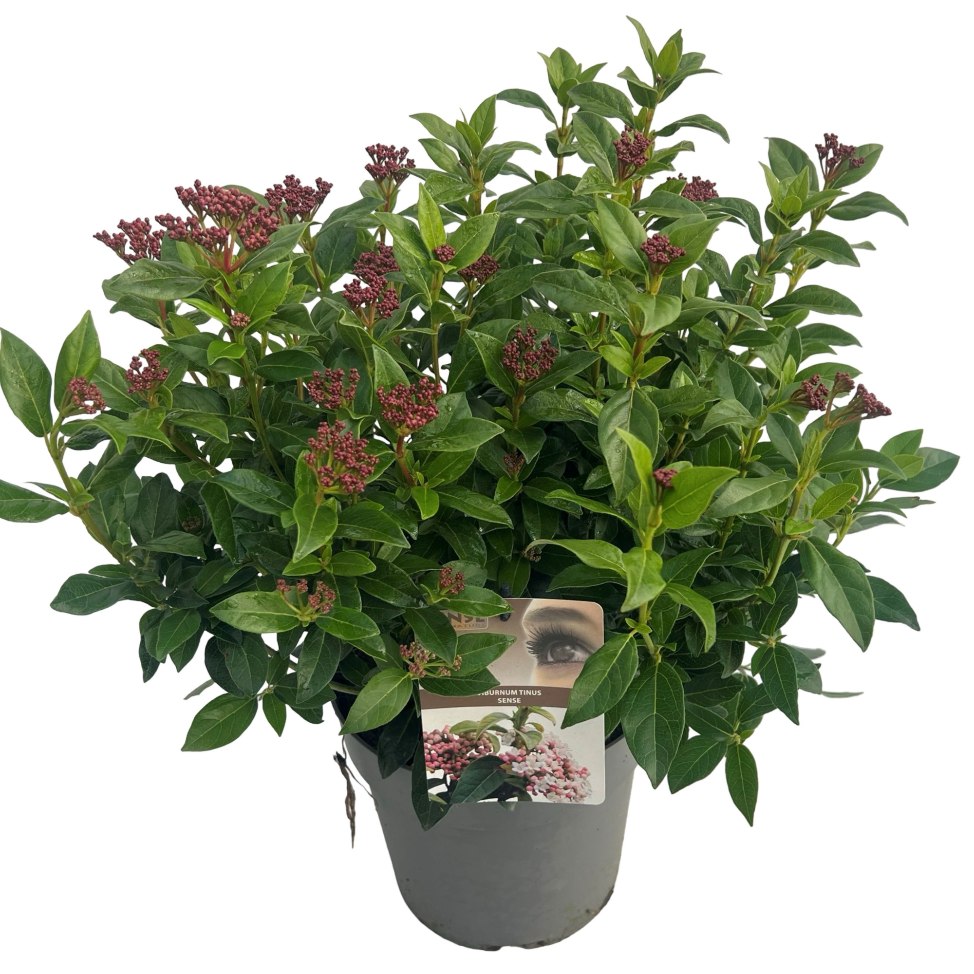 Viburnum tinus sense, D 23 cm