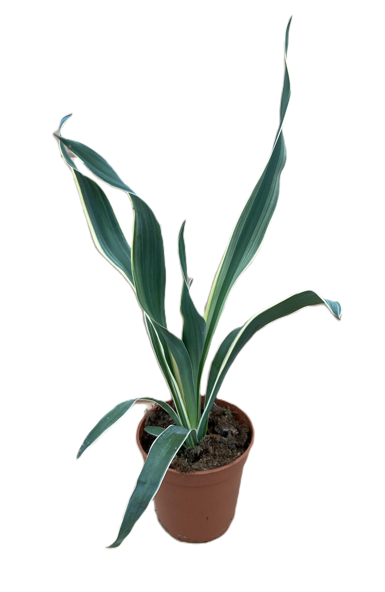 YUCCA GLORIOSA 'Varigata', D 11 cm