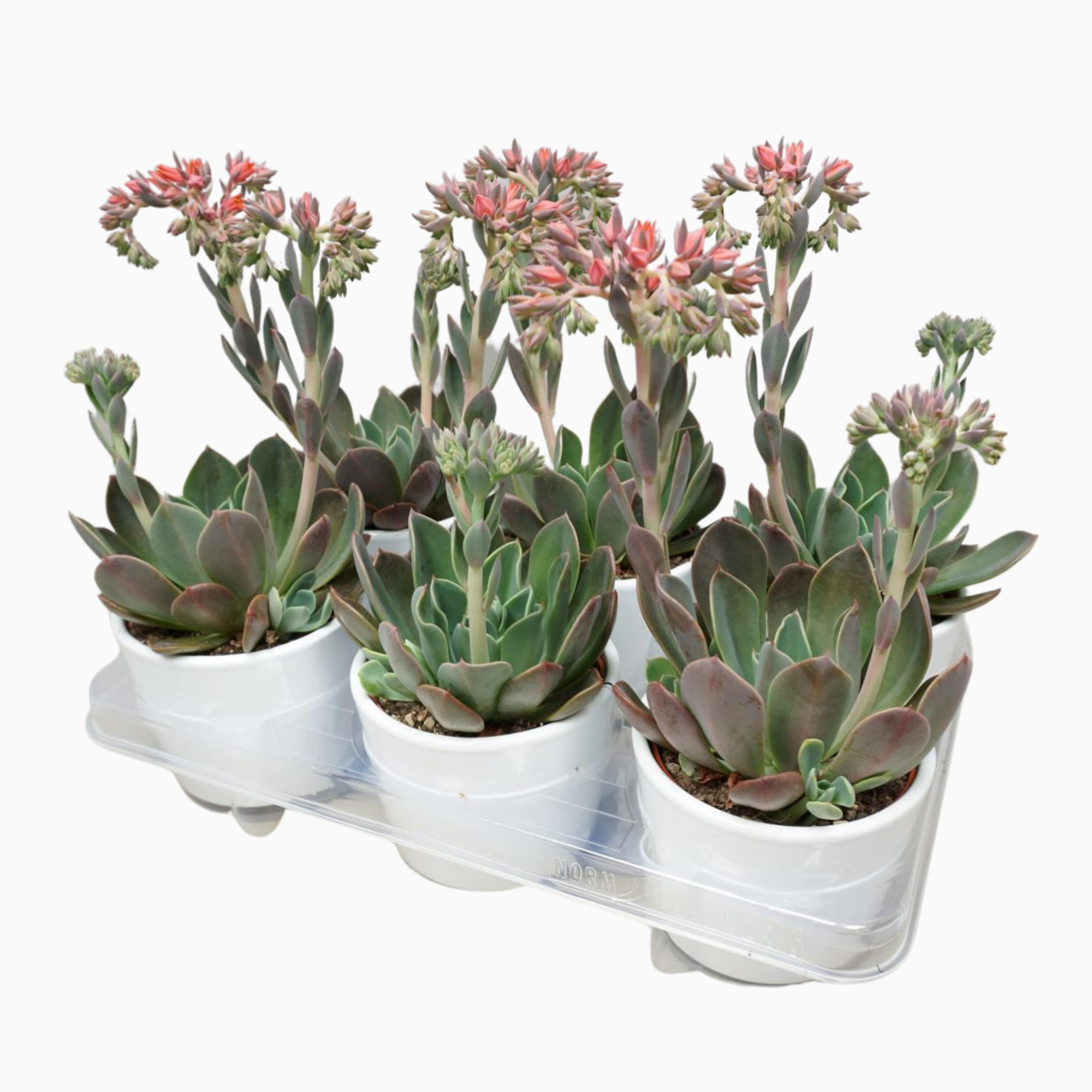 Echeveria blue prince 10,5 cm in witte pot, D 10,5 cm