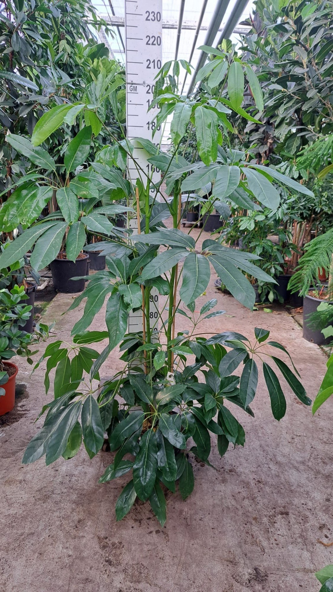 Schefflera Amate toef XL 210, D 30 cm