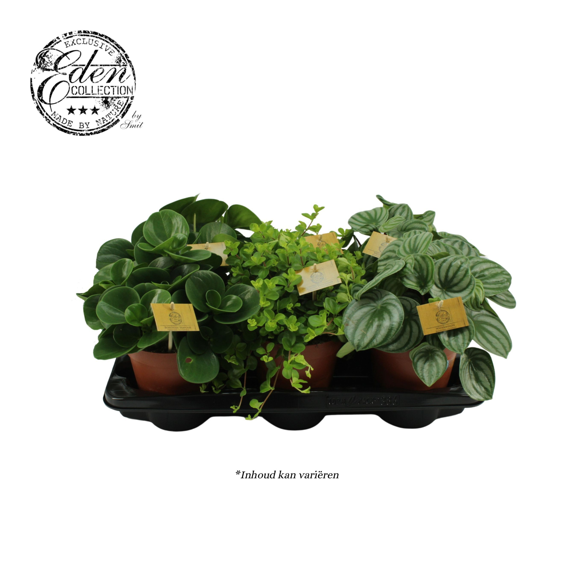 Peperomia gemengd 15cm, D 15 cm