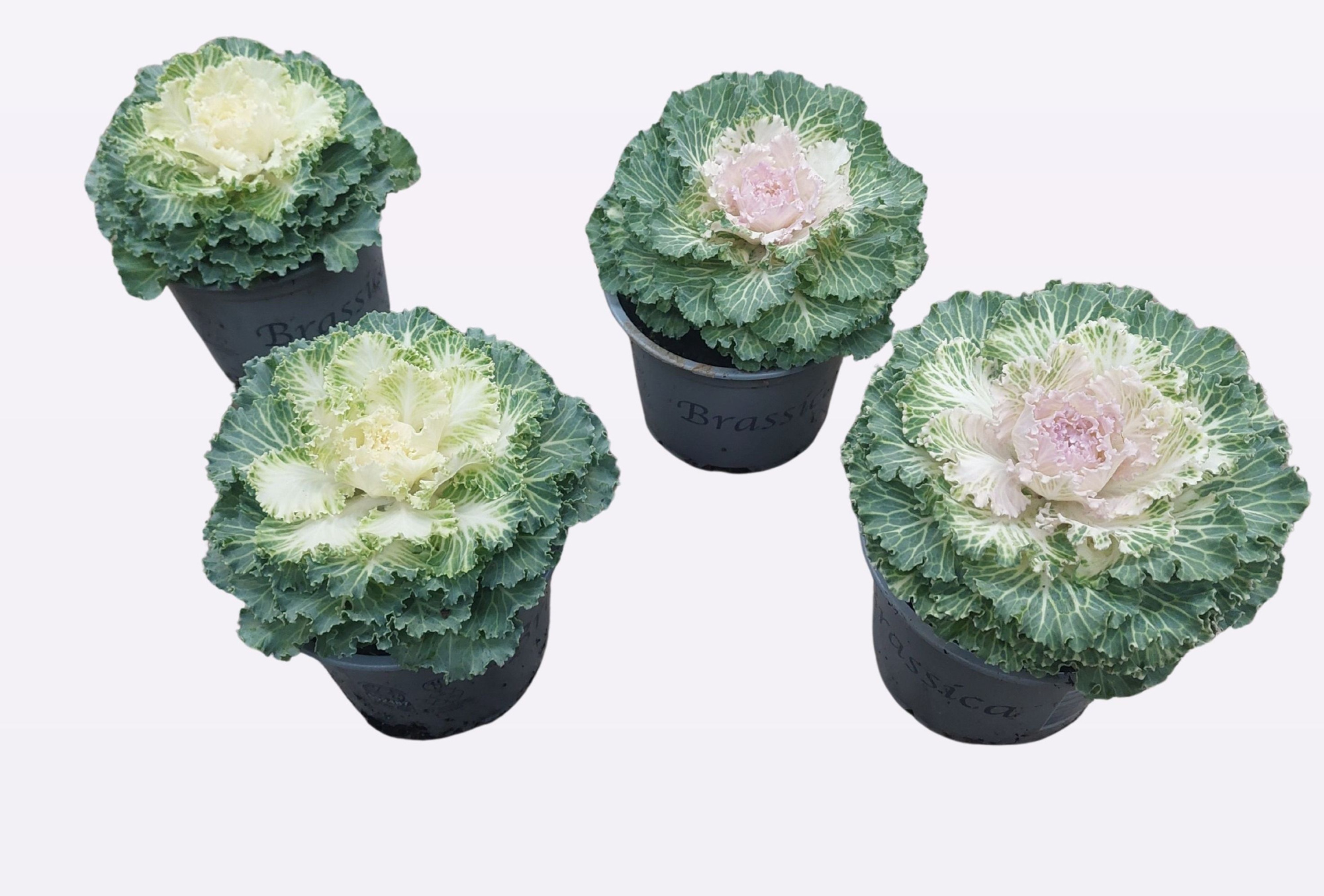 brassica gladbladig wit, D 13 cm