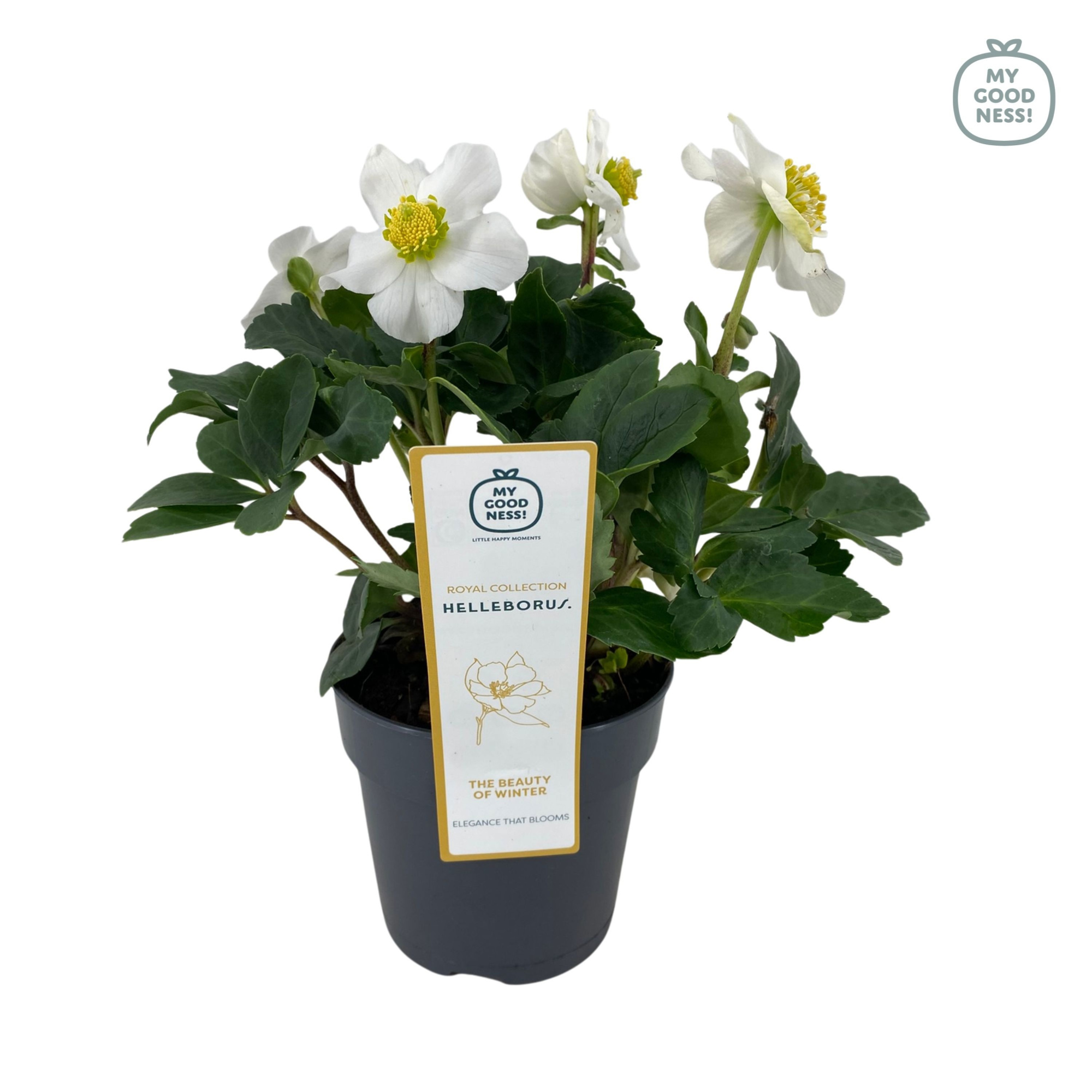 Helleborus niger 25cm /P12 'Christmas Carol' large, D 12 cm