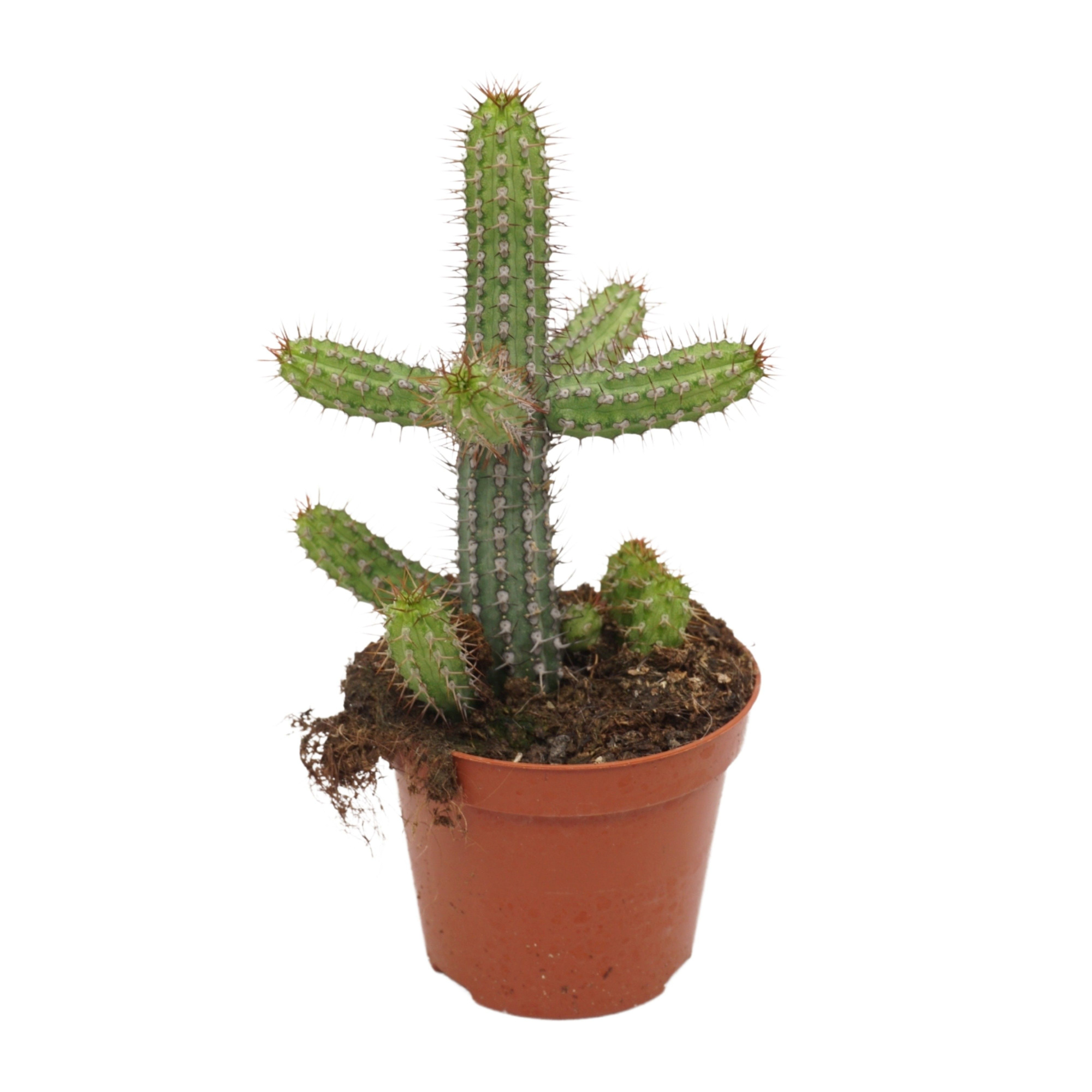 Euphorbia badoensis 8,5 cm, D 8,5 cm